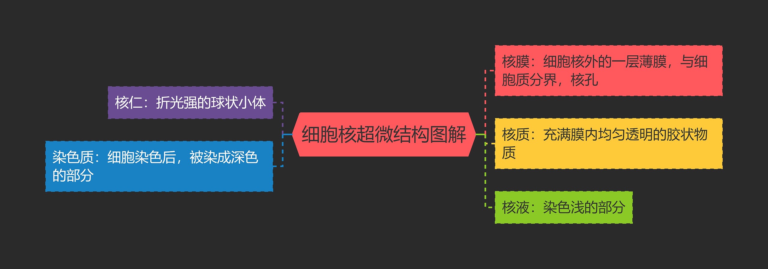 细胞核超微结构图解