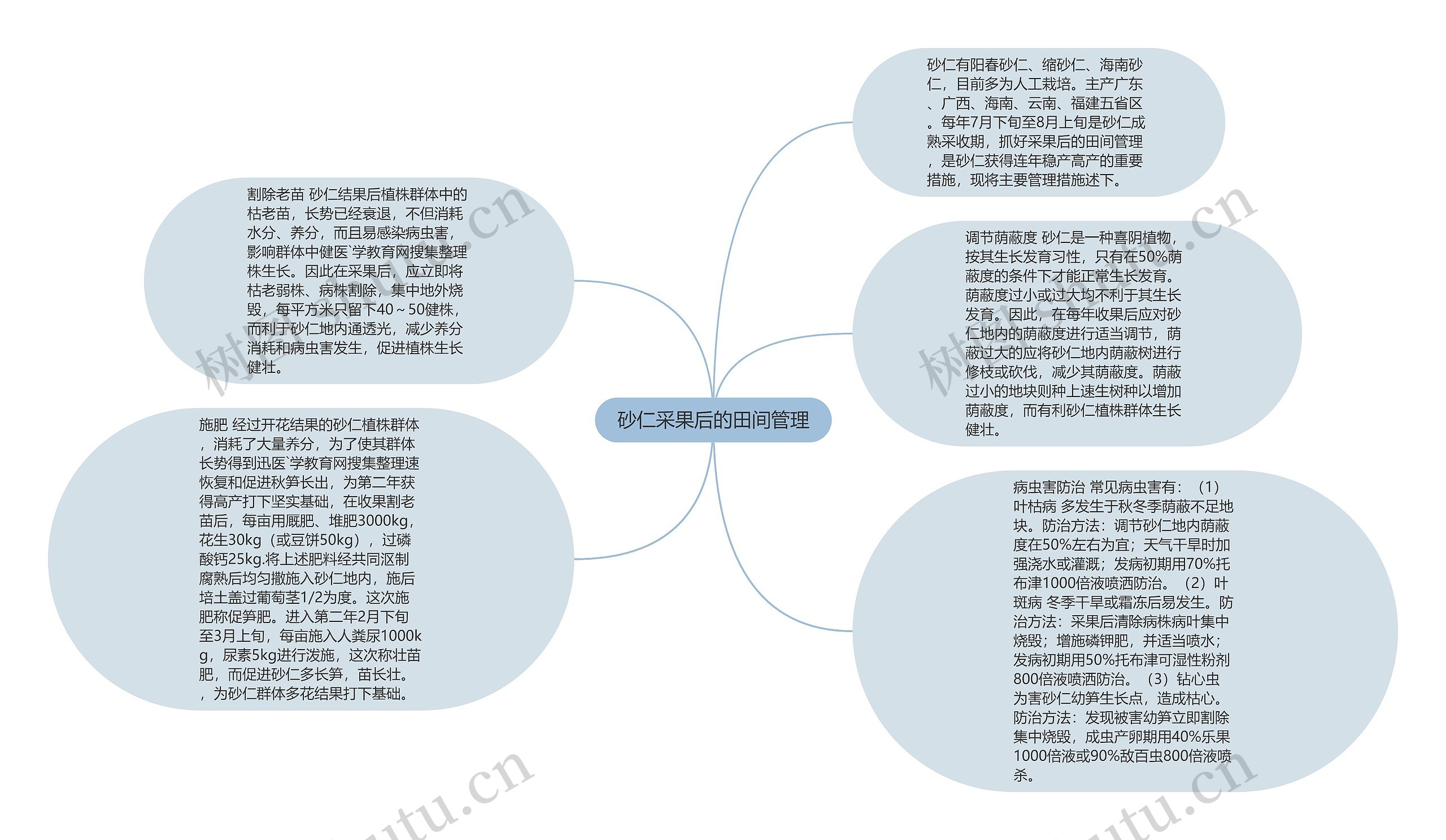 砂仁采果后的田间管理