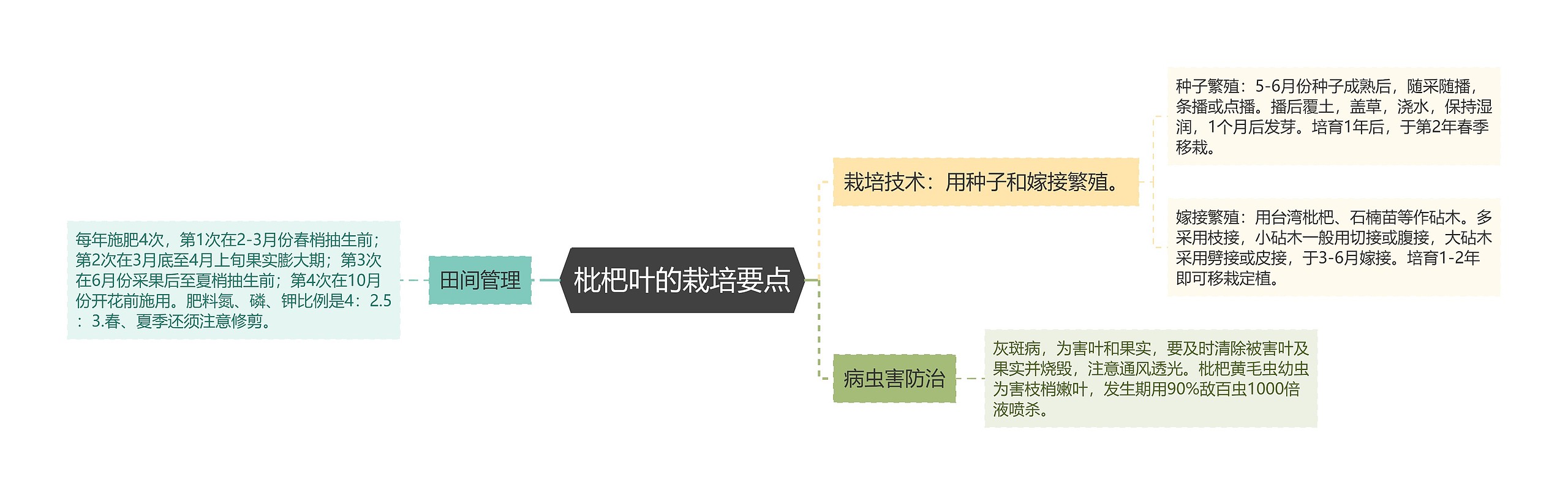 枇杷叶的栽培要点思维导图