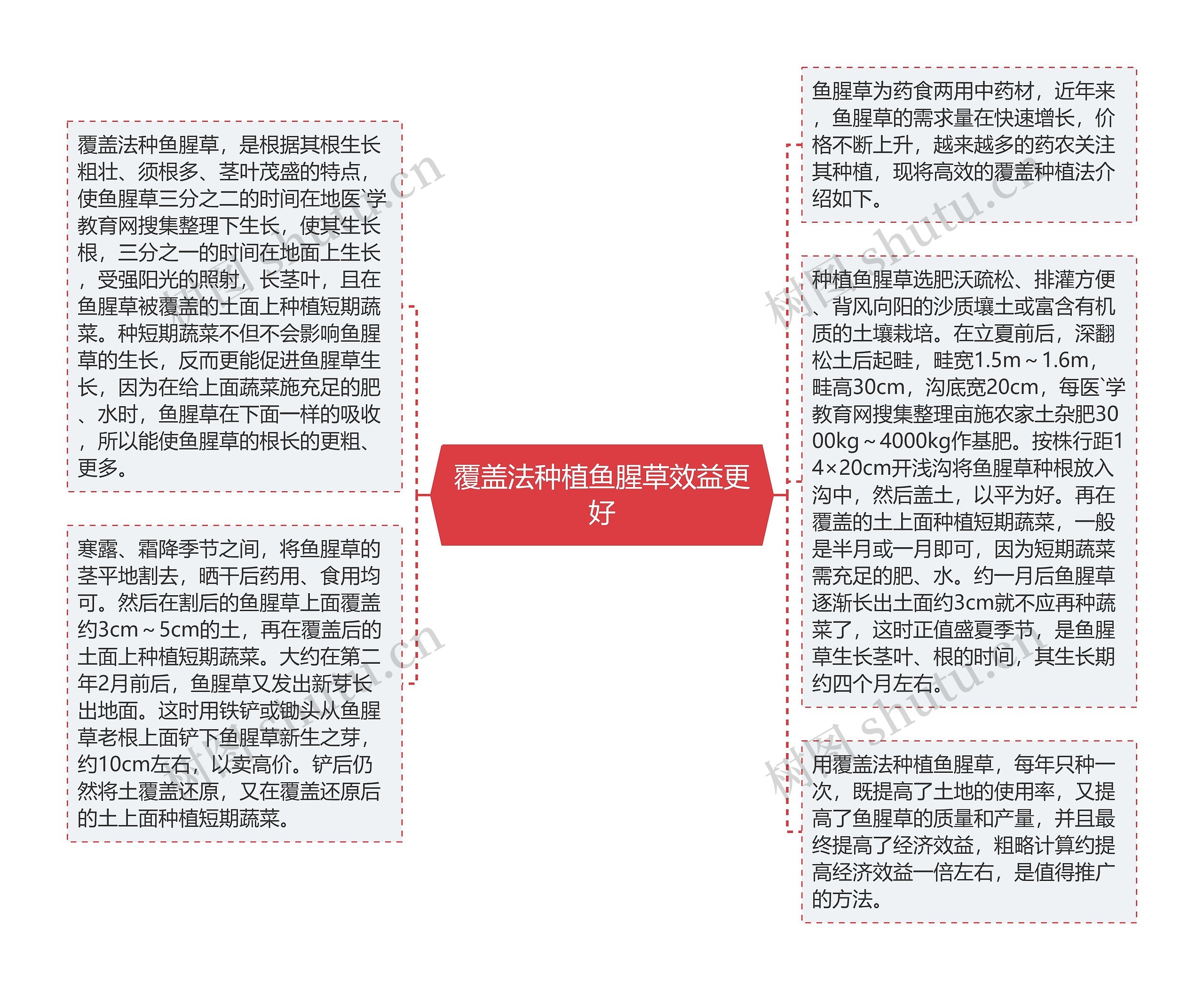 覆盖法种植鱼腥草效益更好思维导图