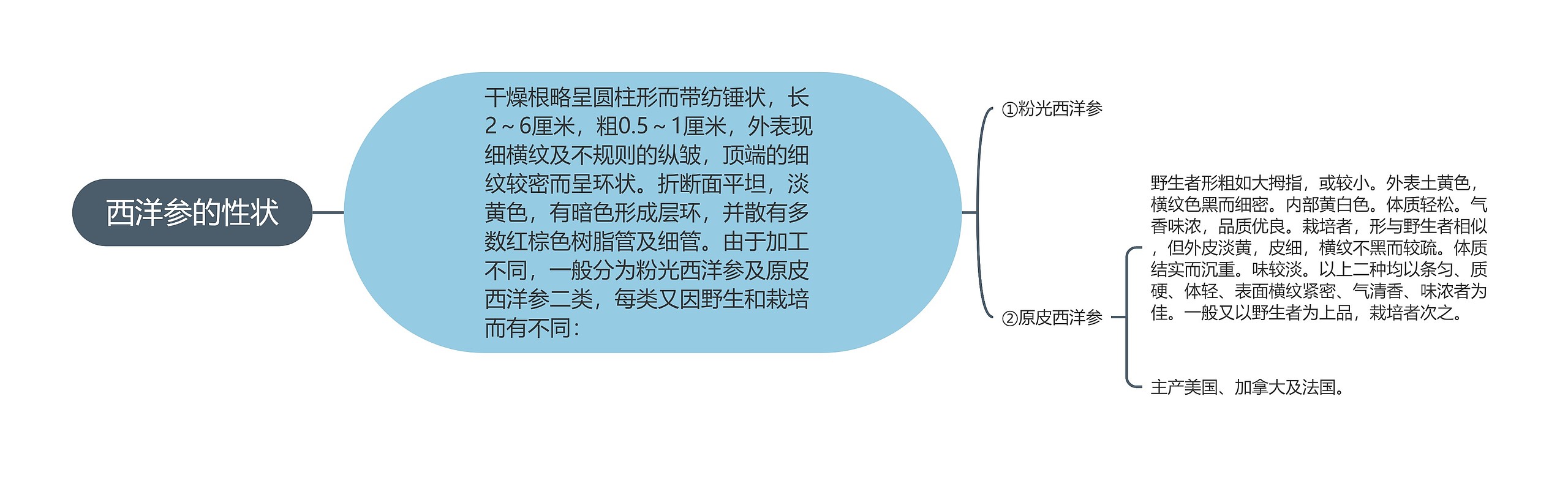 西洋参的性状