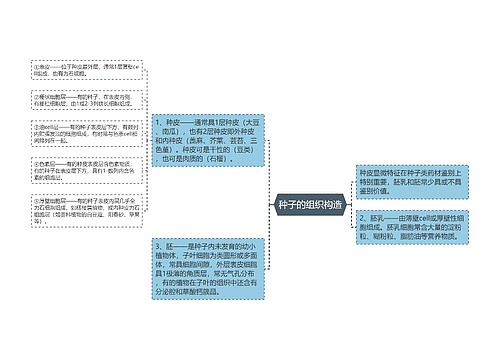 种子的组织构造