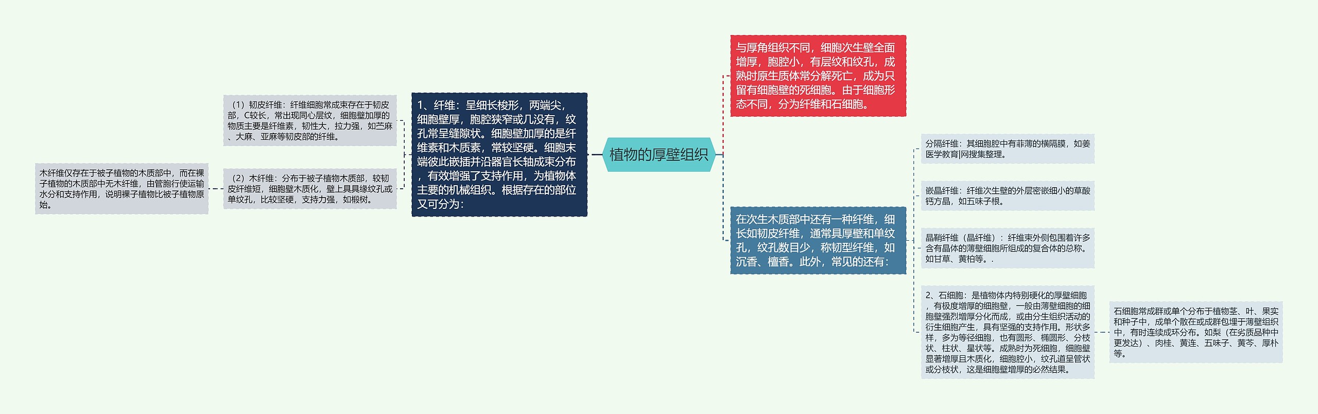 植物的厚壁组织思维导图