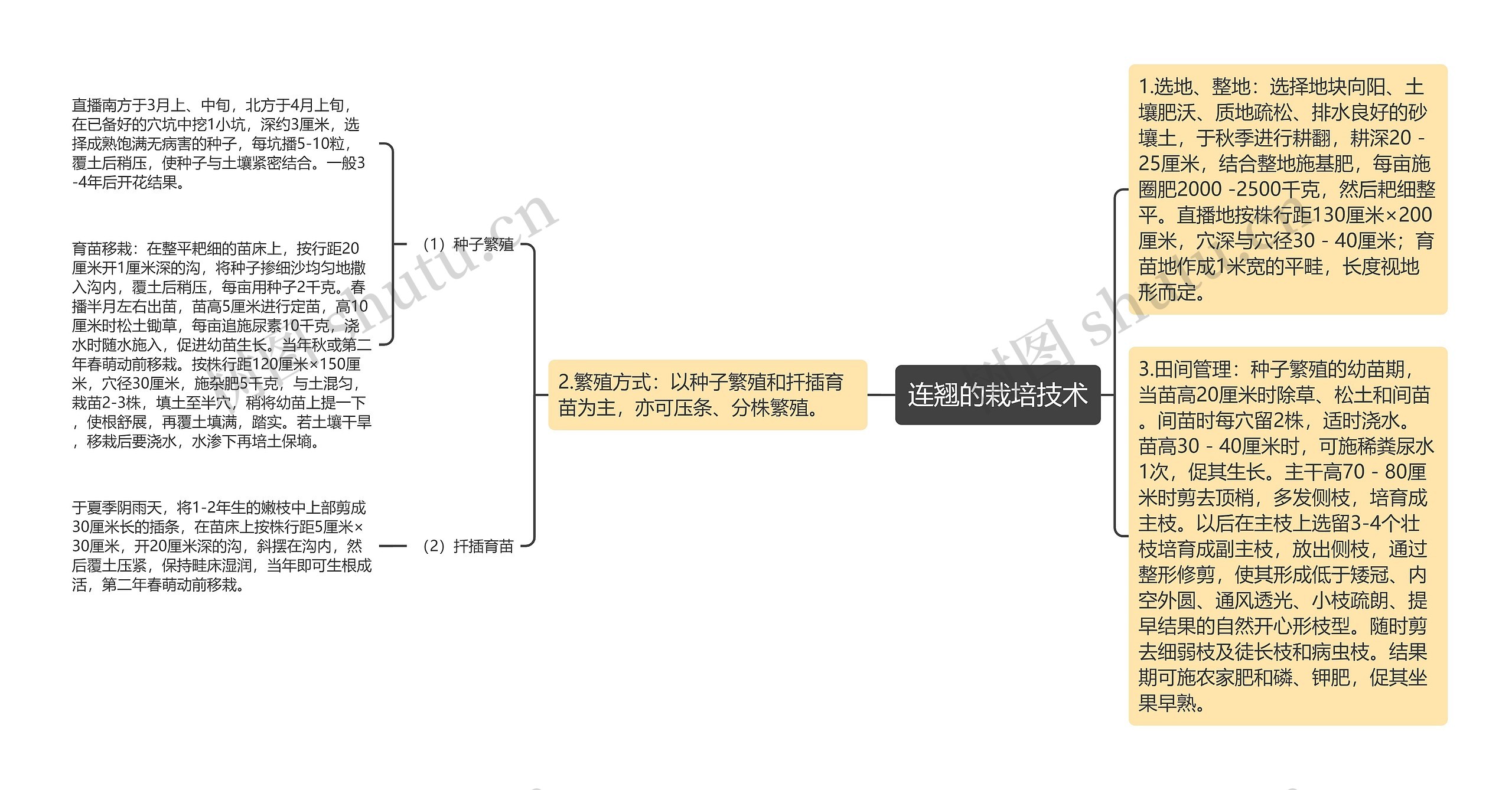 连翘的栽培技术