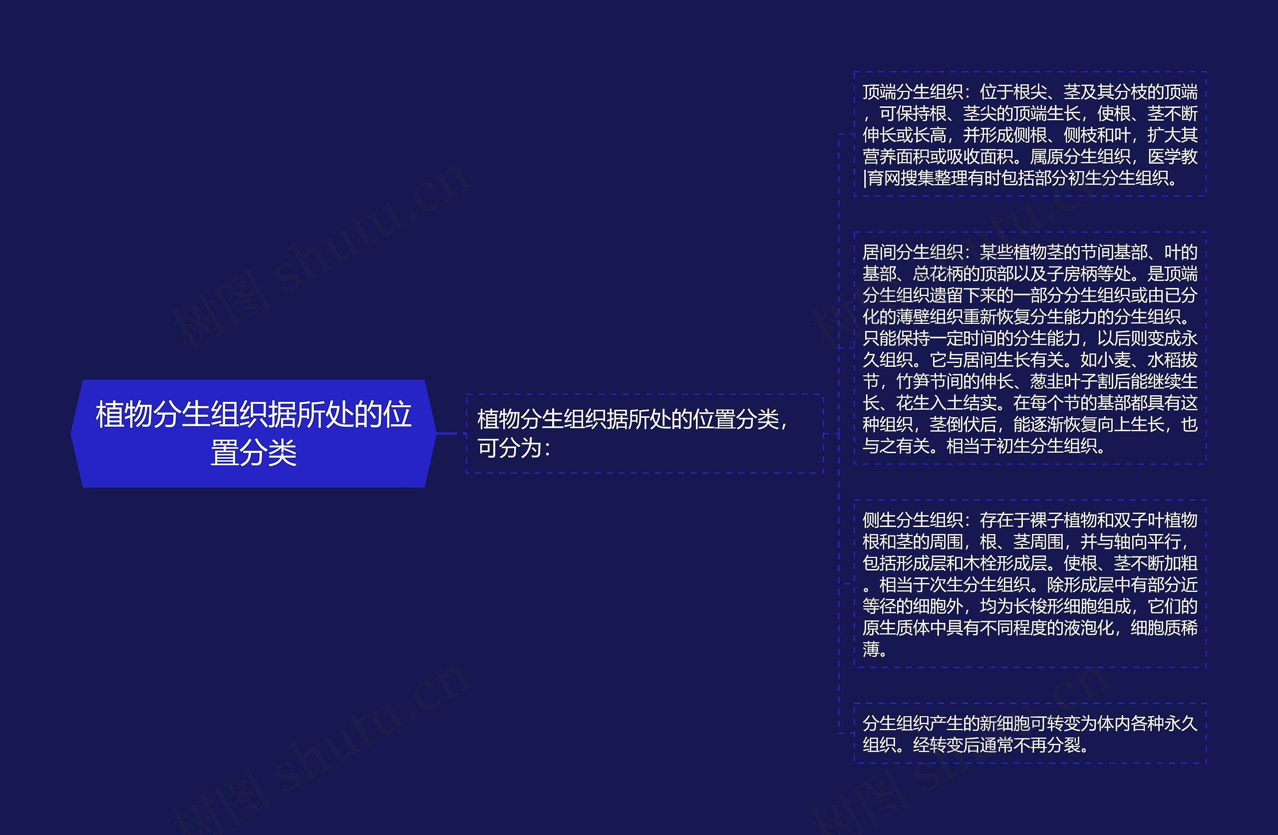 植物分生组织据所处的位置分类 植物分生组织据所处的位置分类