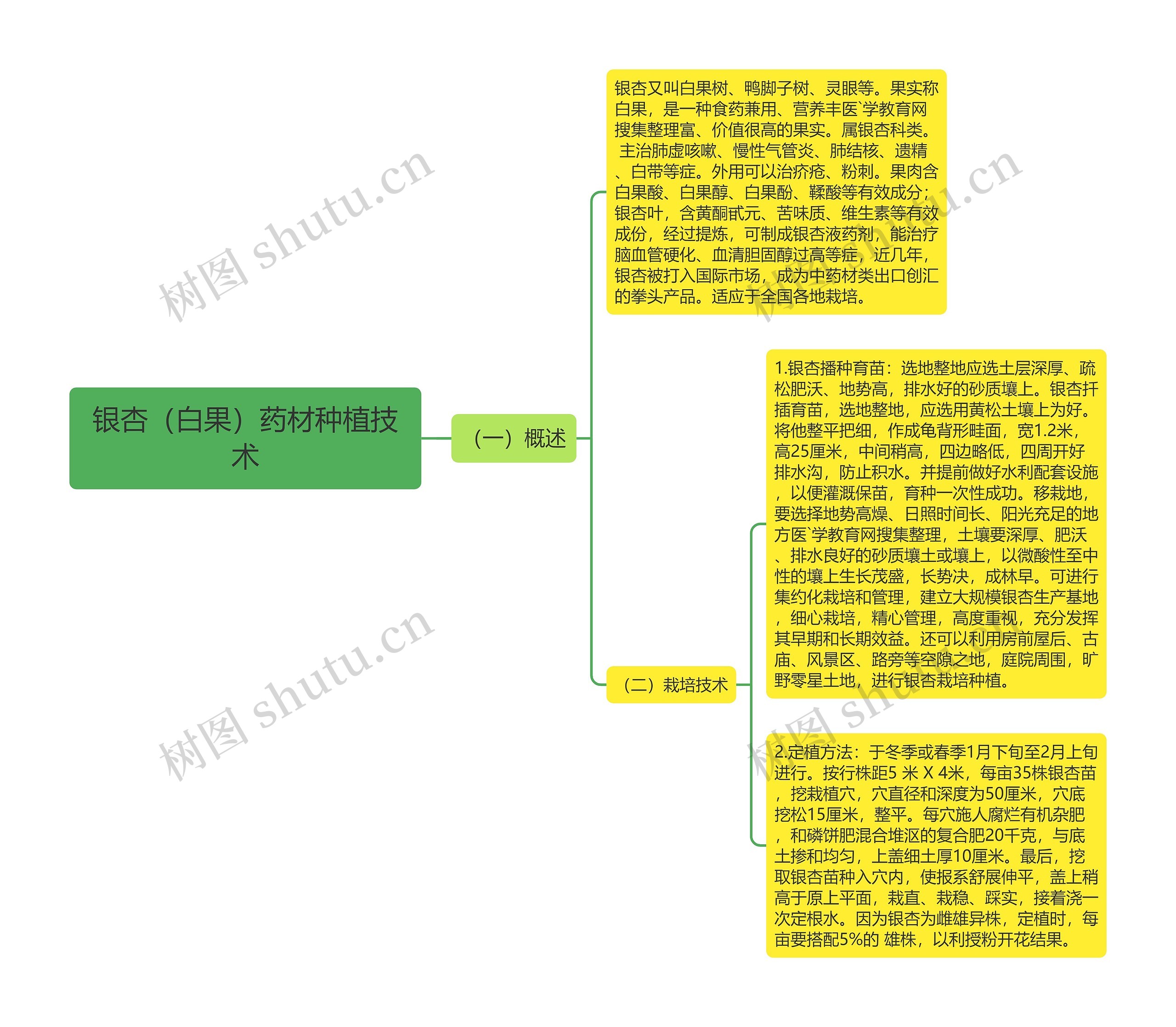 银杏（白果）药材种植技术思维导图