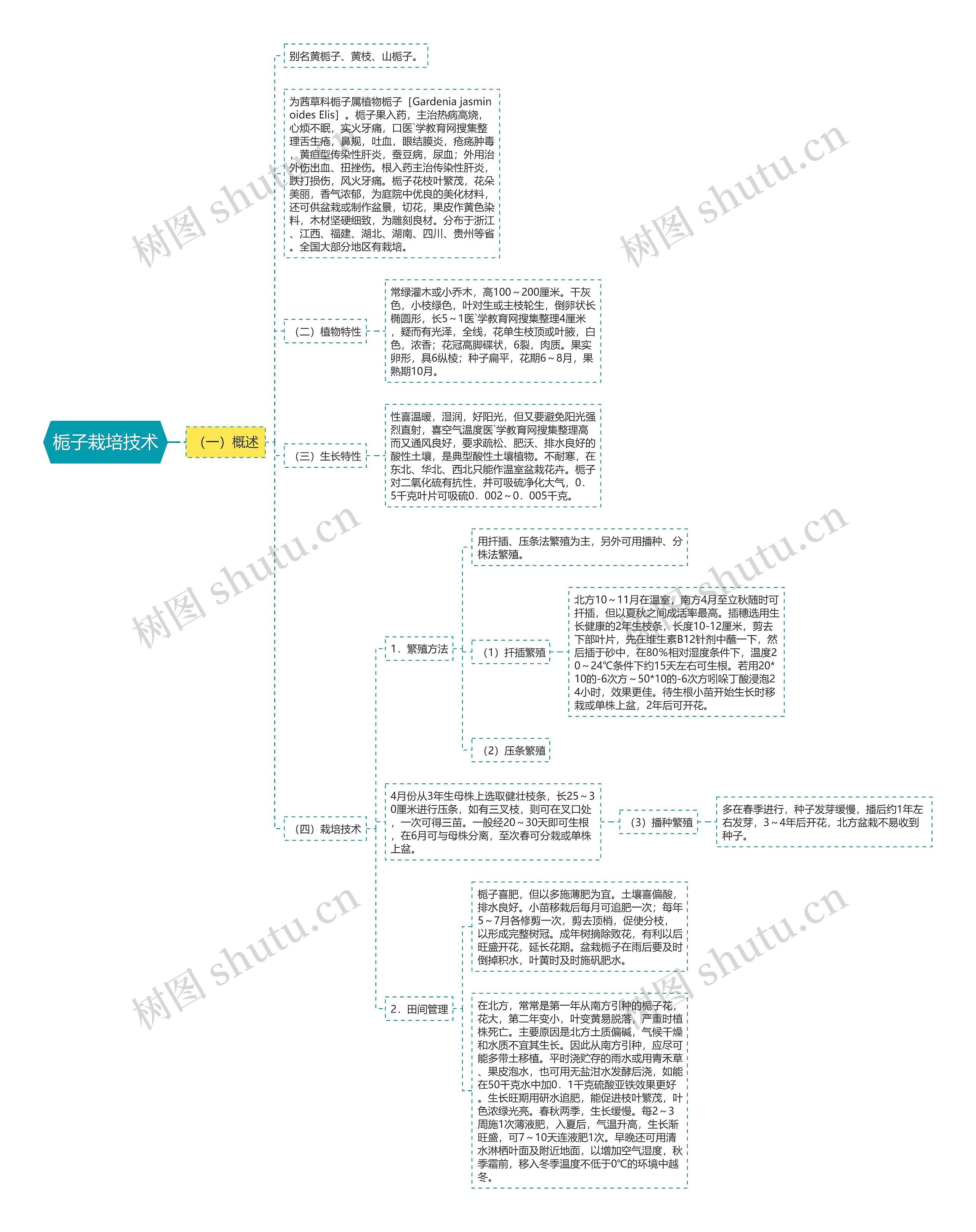 栀子栽培技术思维导图