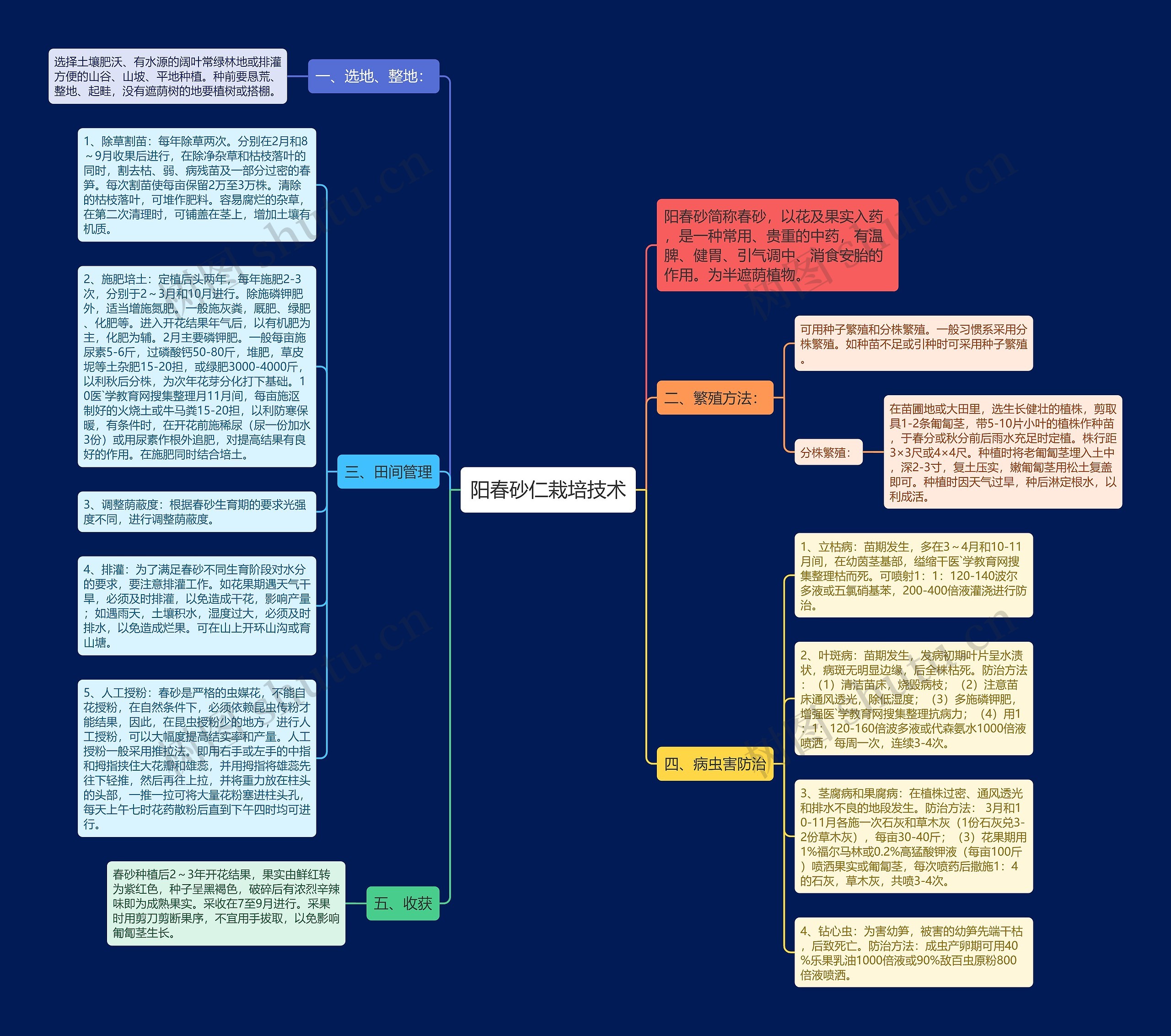 阳春砂仁栽培技术思维导图