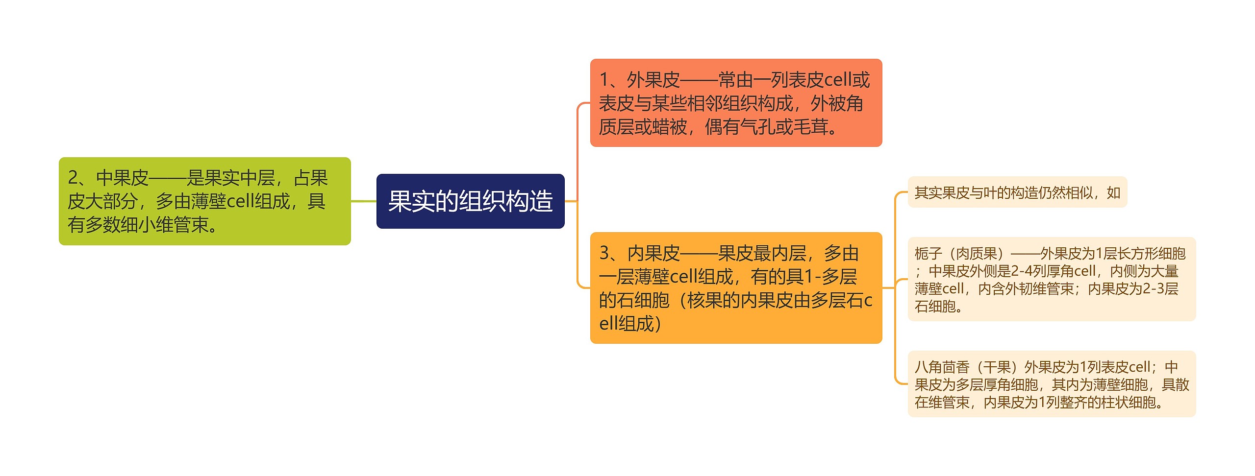 果实的组织构造