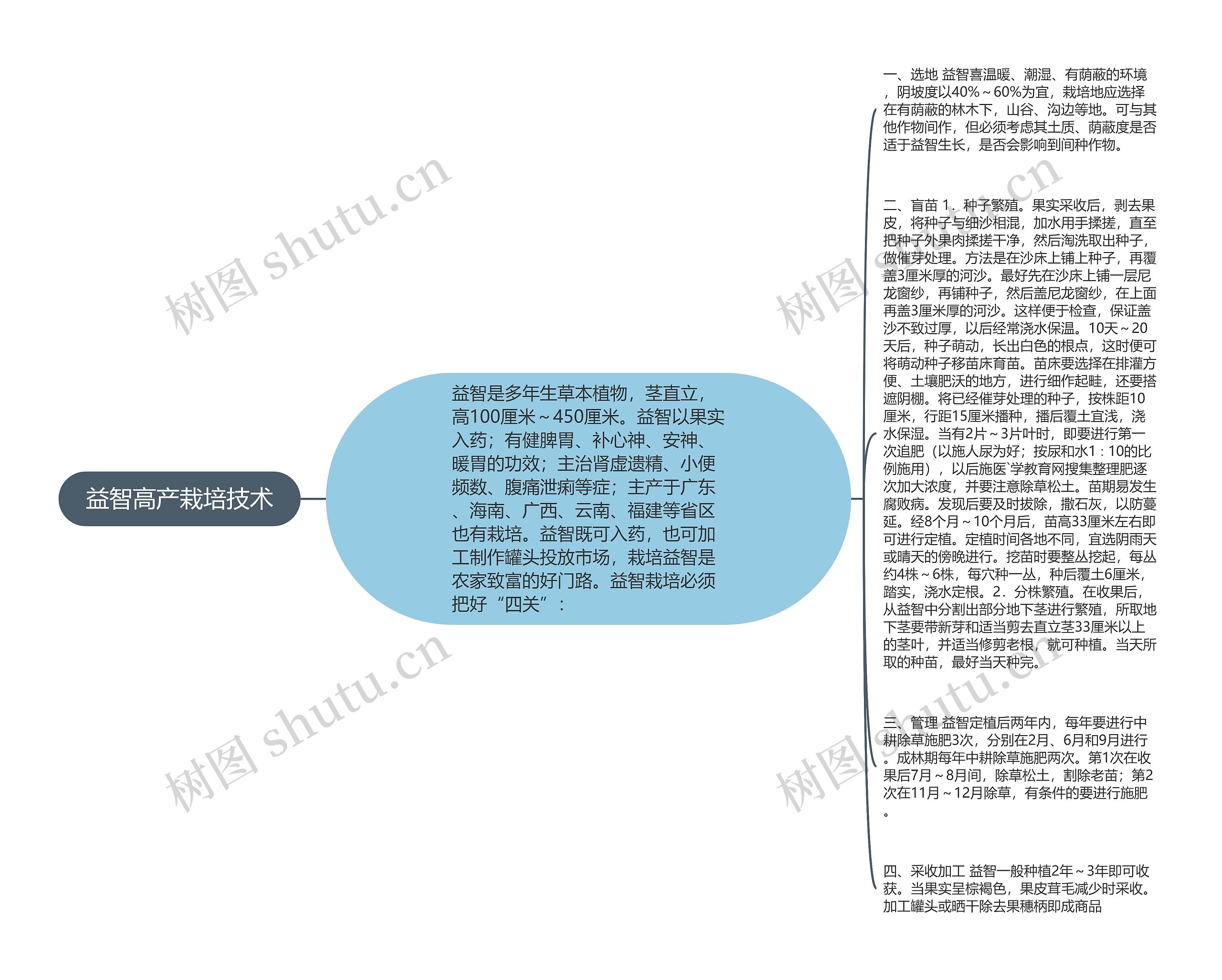 益智高产栽培技术