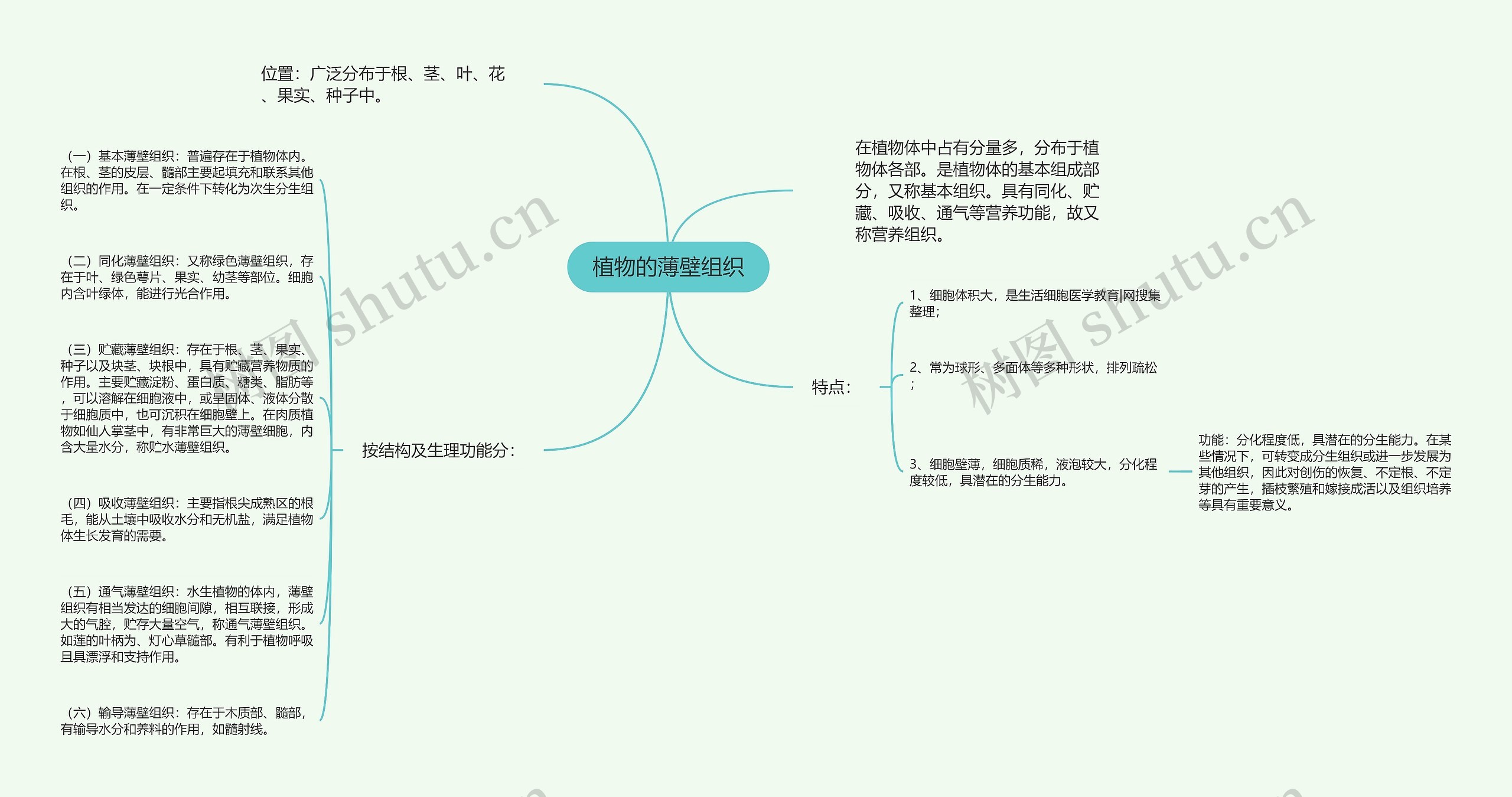 植物的薄壁组织思维导图