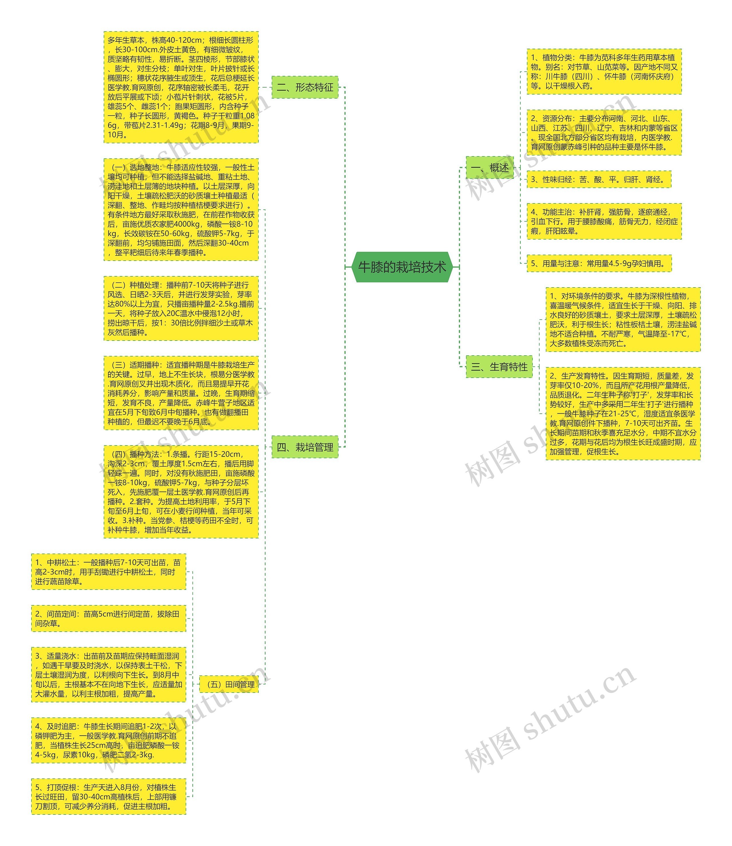 牛膝的栽培技术思维导图
