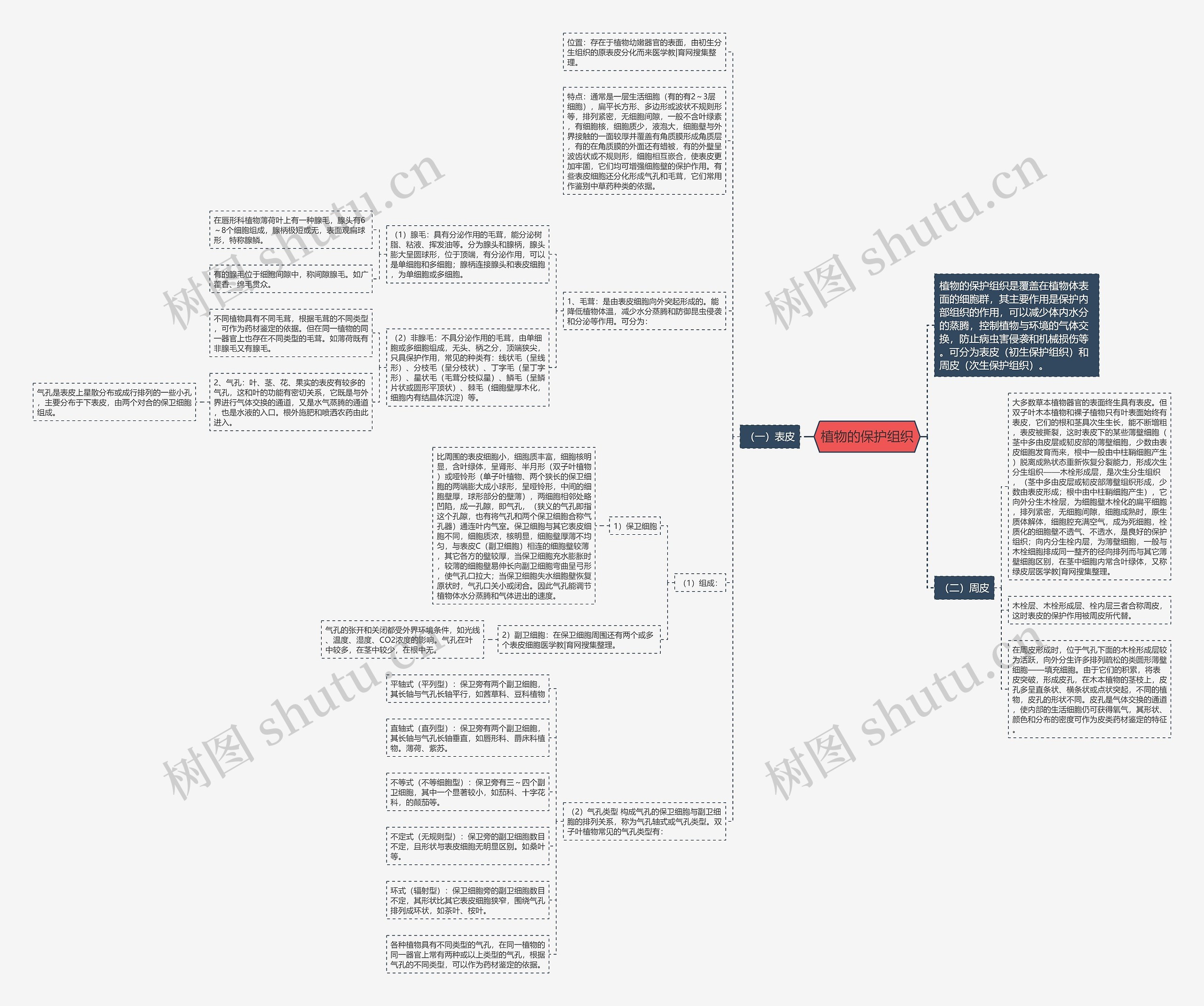 植物的保护组织思维导图