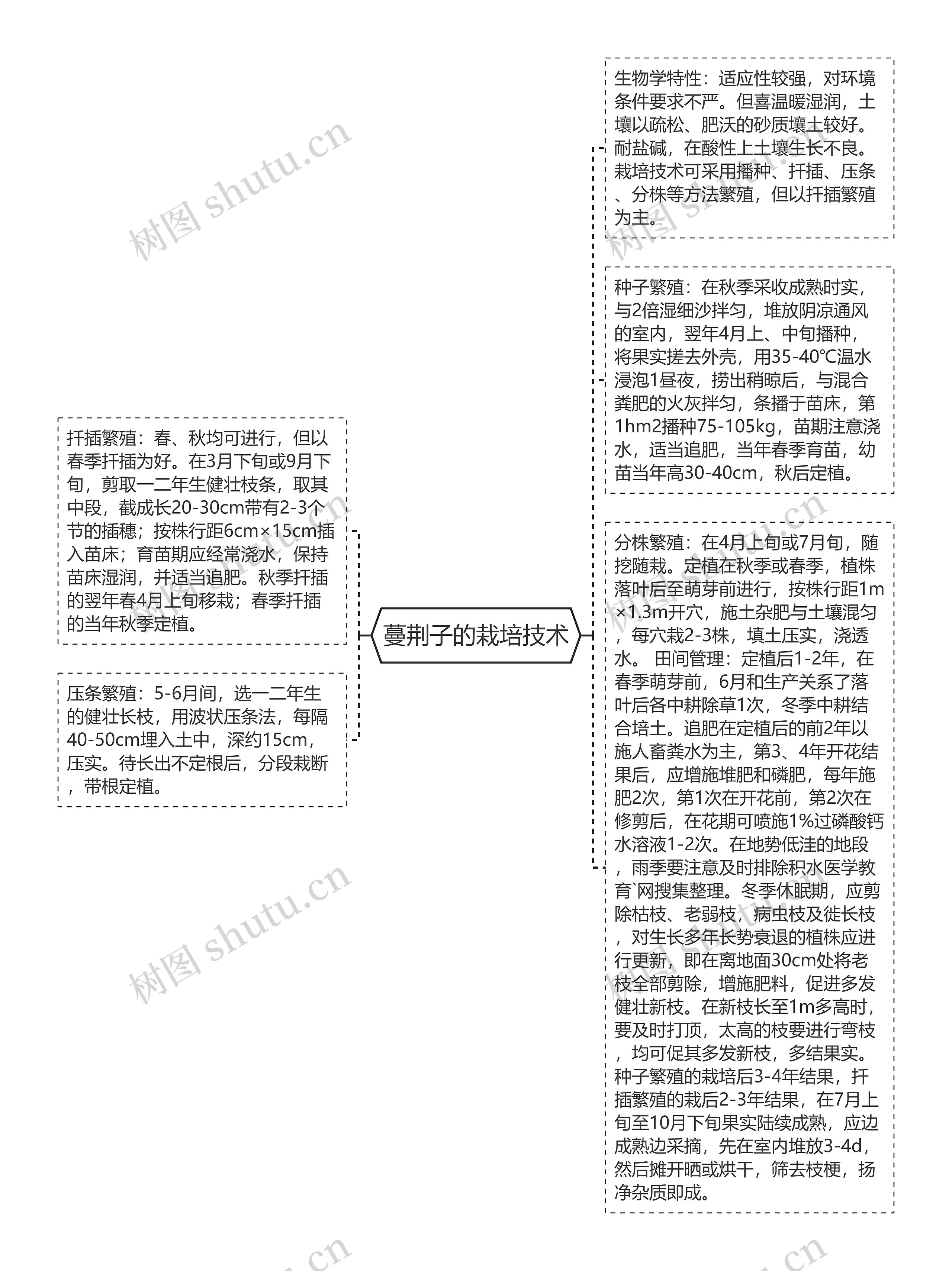 蔓荆子的栽培技术思维导图