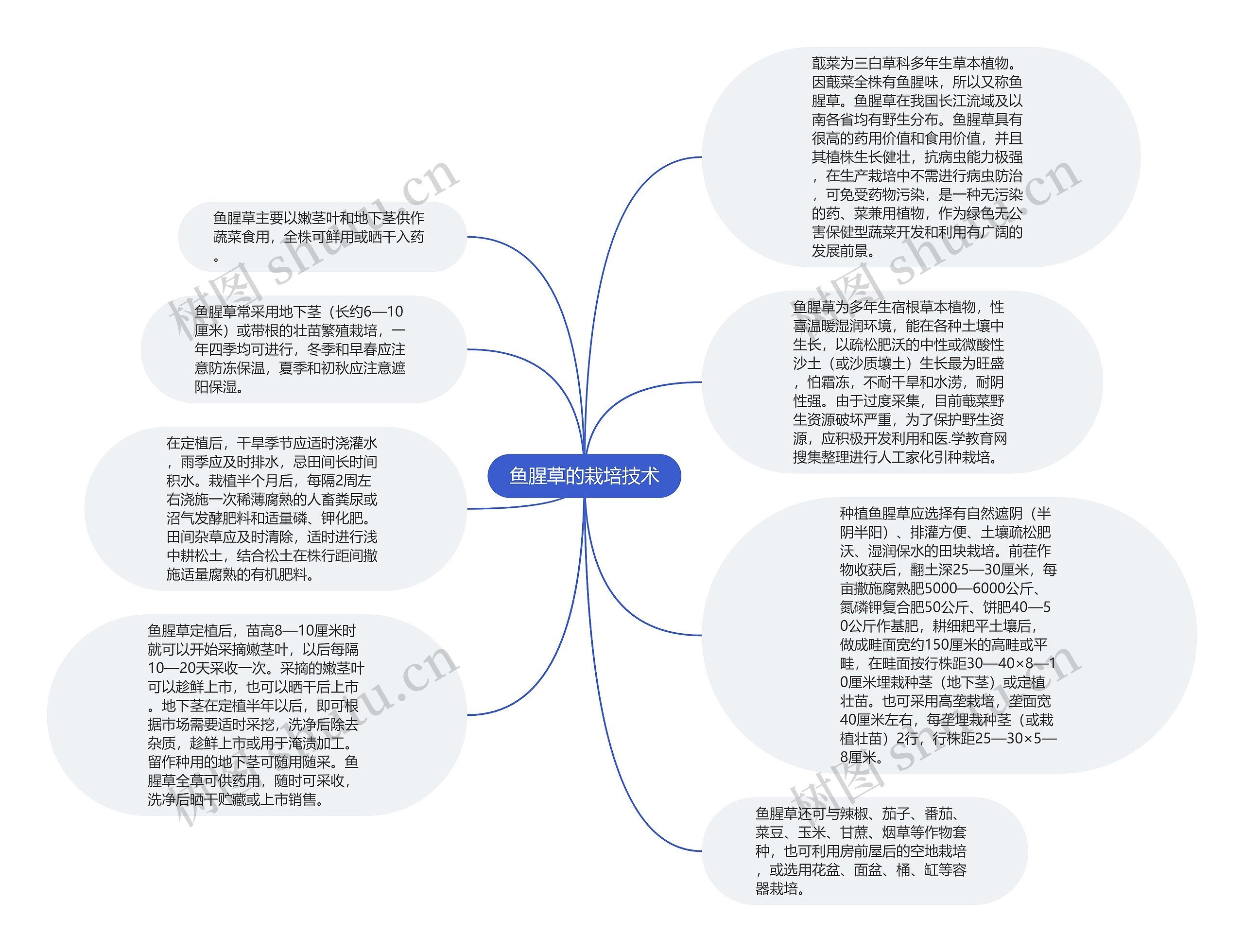 鱼腥草的栽培技术思维导图