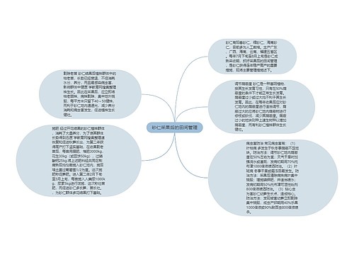 砂仁采果后的田间管理