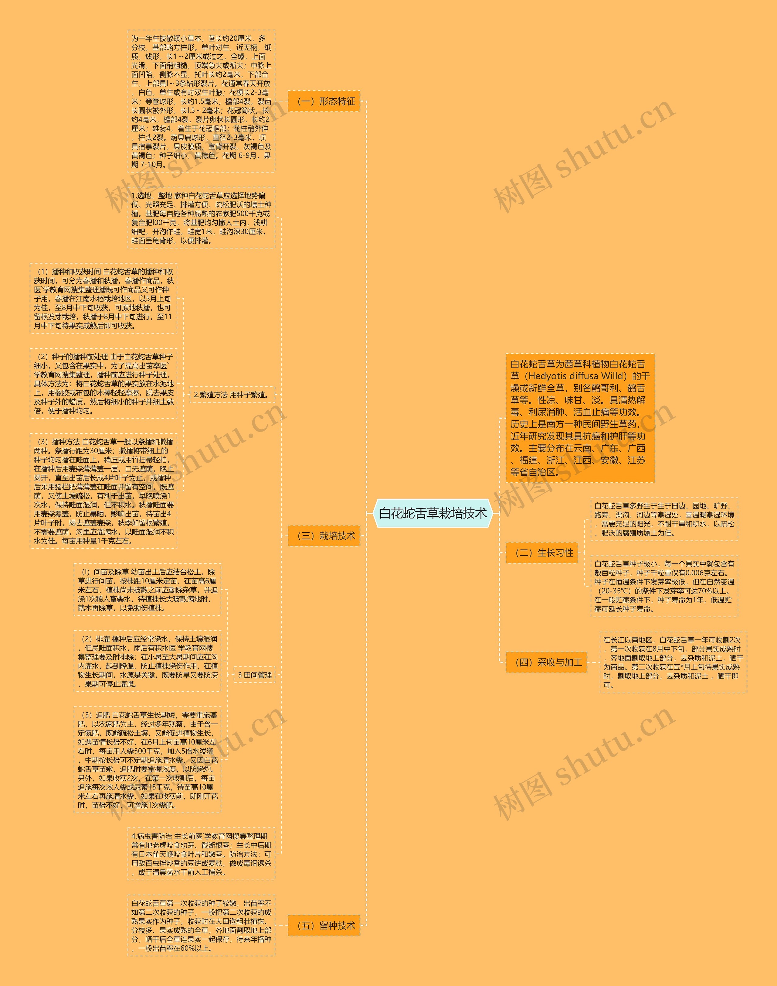 白花蛇舌草栽培技术 白花蛇舌草栽培技术