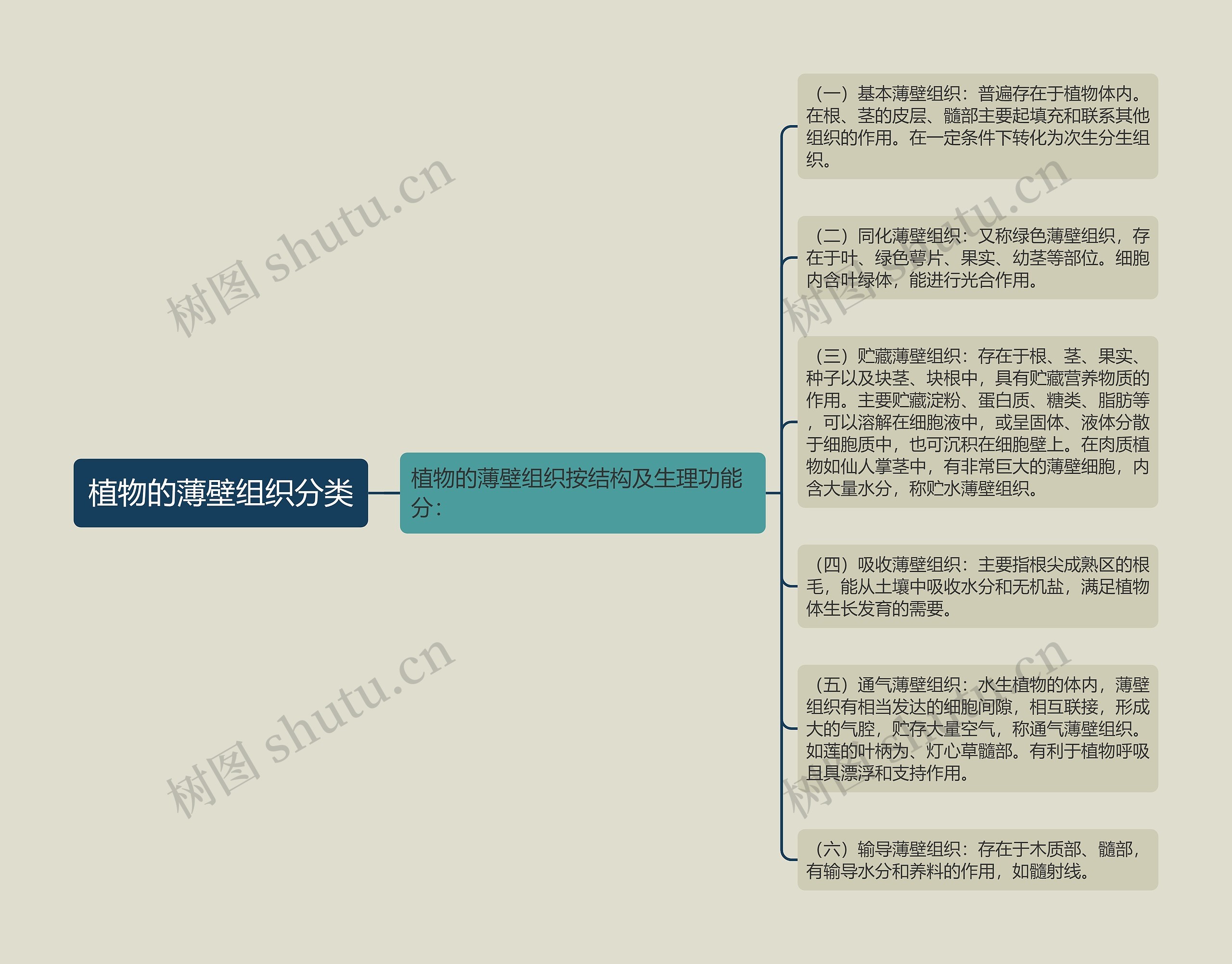 植物的薄壁组织分类 植物的薄壁组织分类