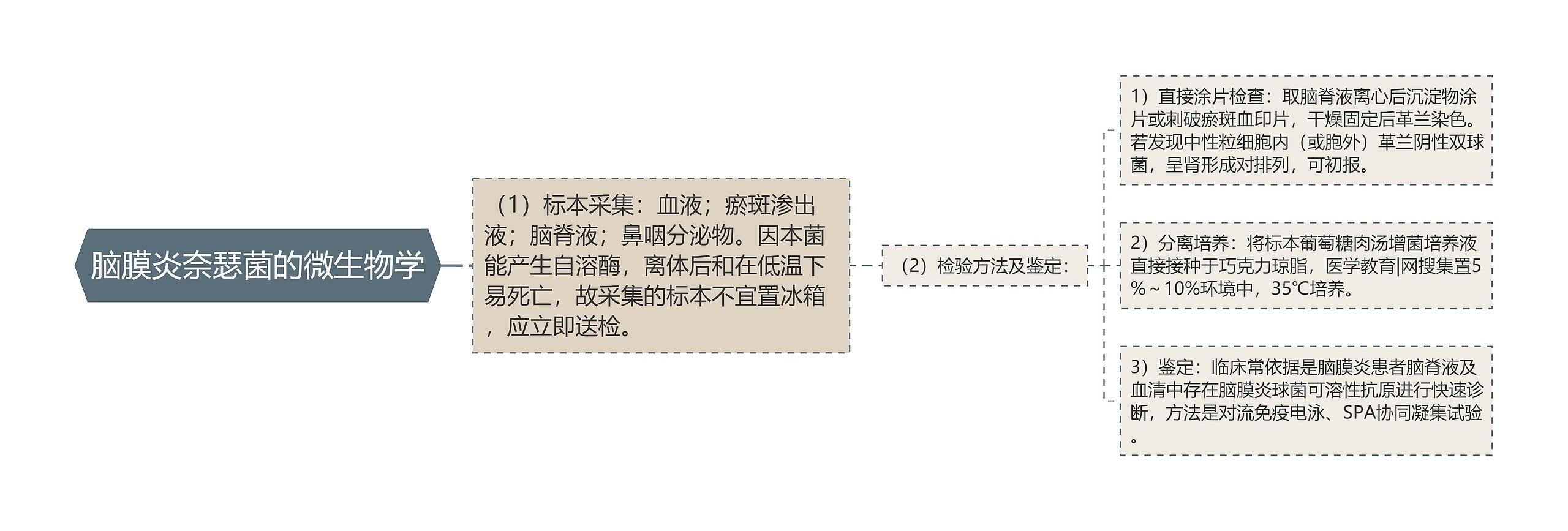 脑膜炎奈瑟菌的微生物学 脑膜炎奈瑟菌的微生物学