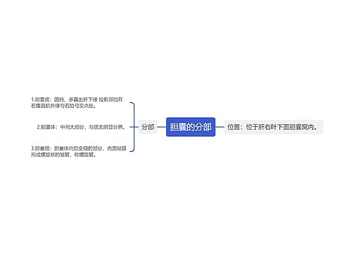 胆囊的分部