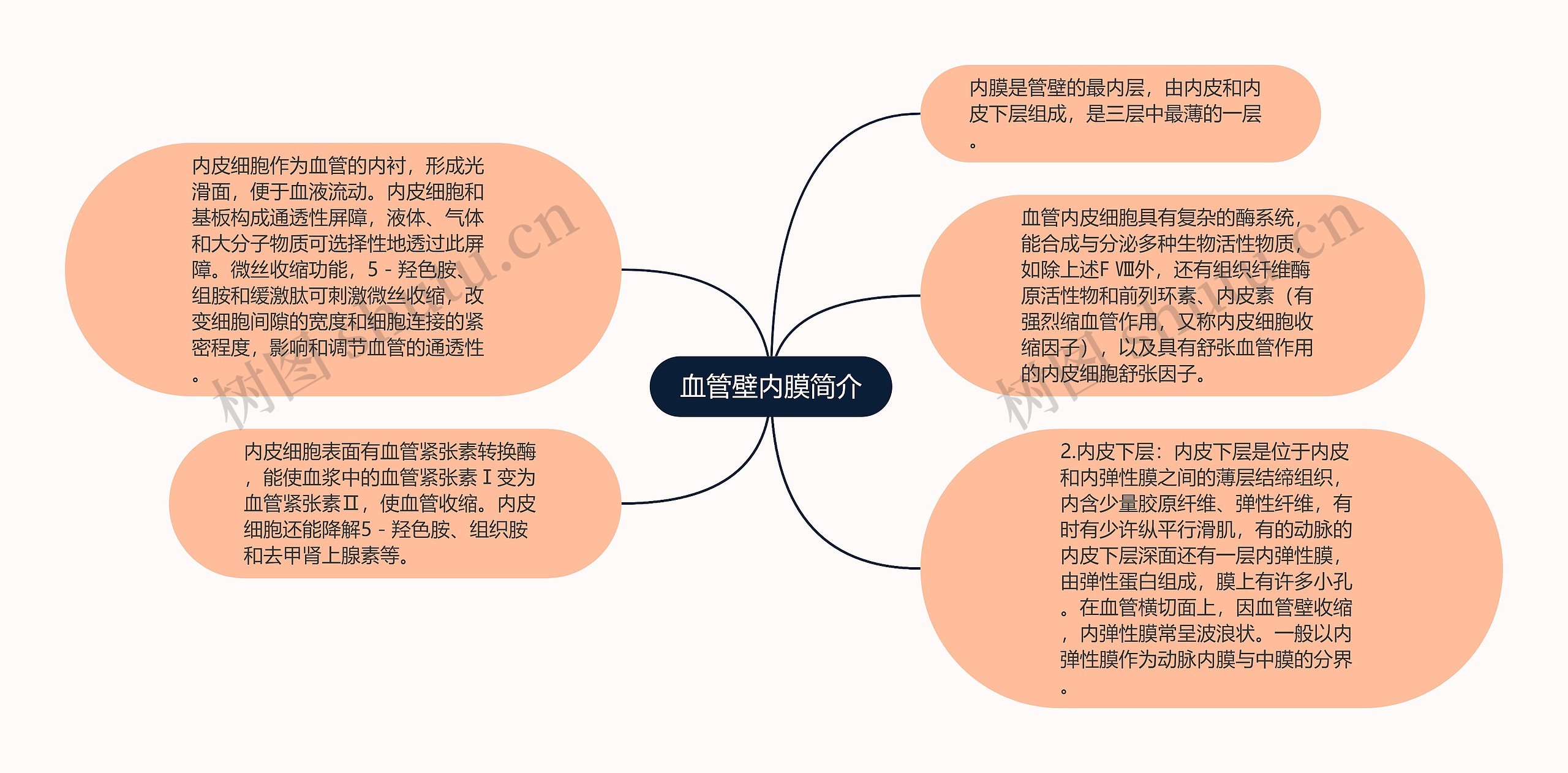 血管壁内膜简介思维导图