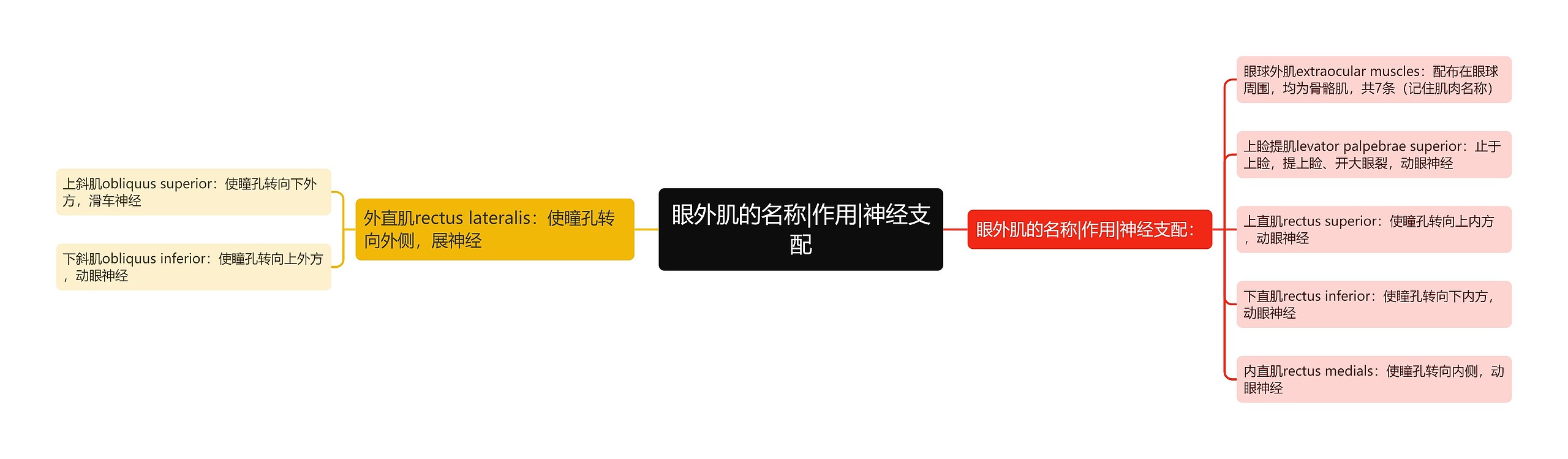 眼外肌的名称|作用|神经支配