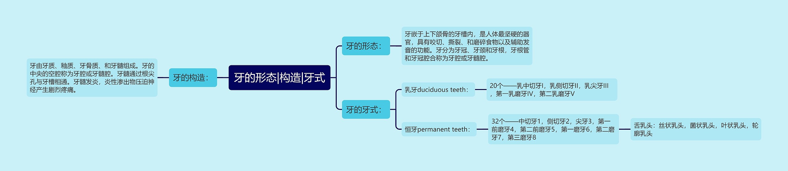 牙的形态|构造|牙式思维导图