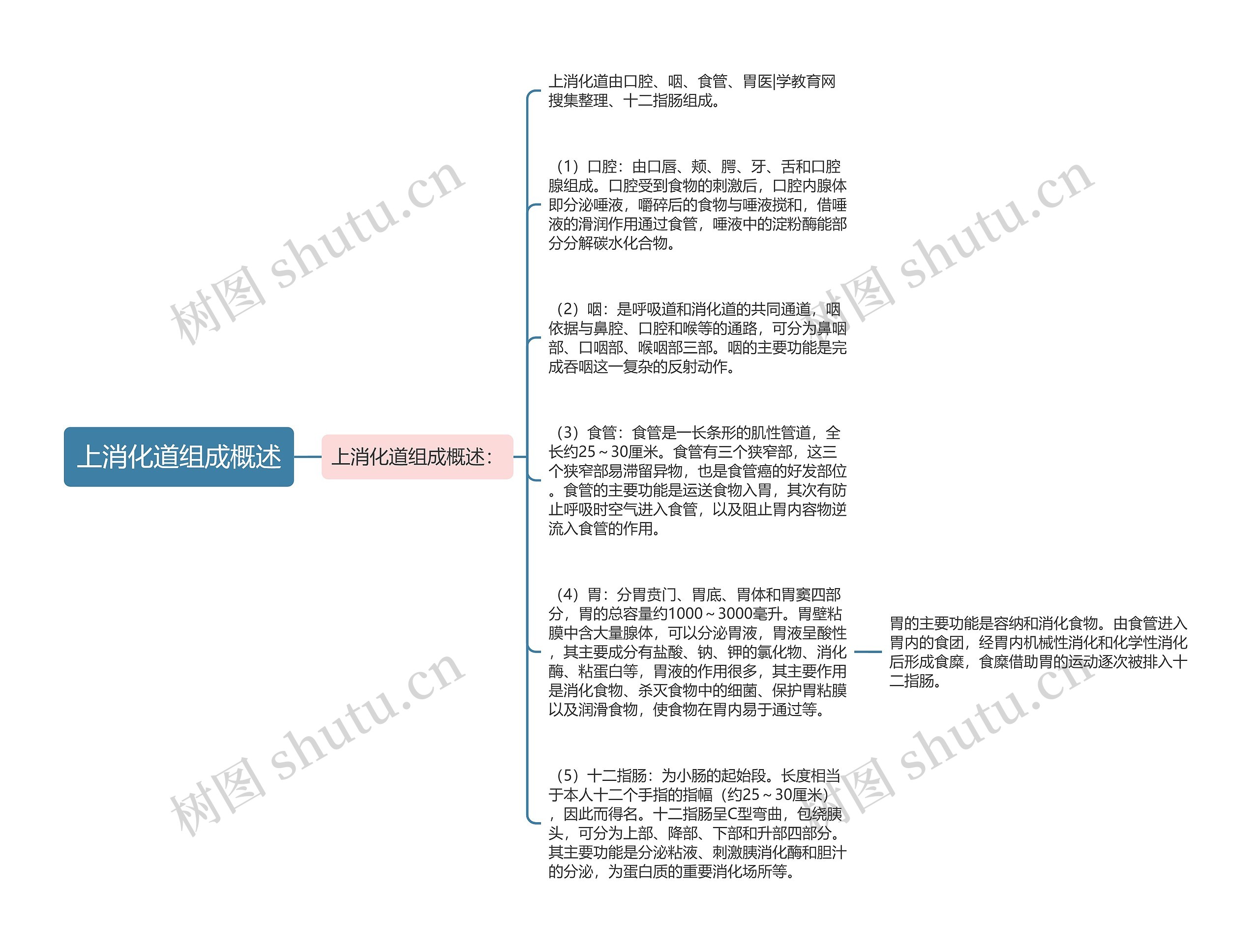 上消化道组成概述