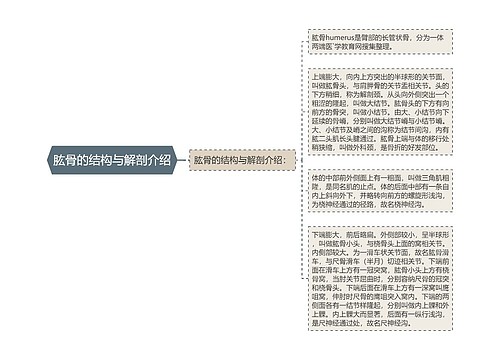 肱骨的结构与解剖介绍