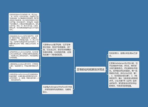 足骨的结构和解剖学简述