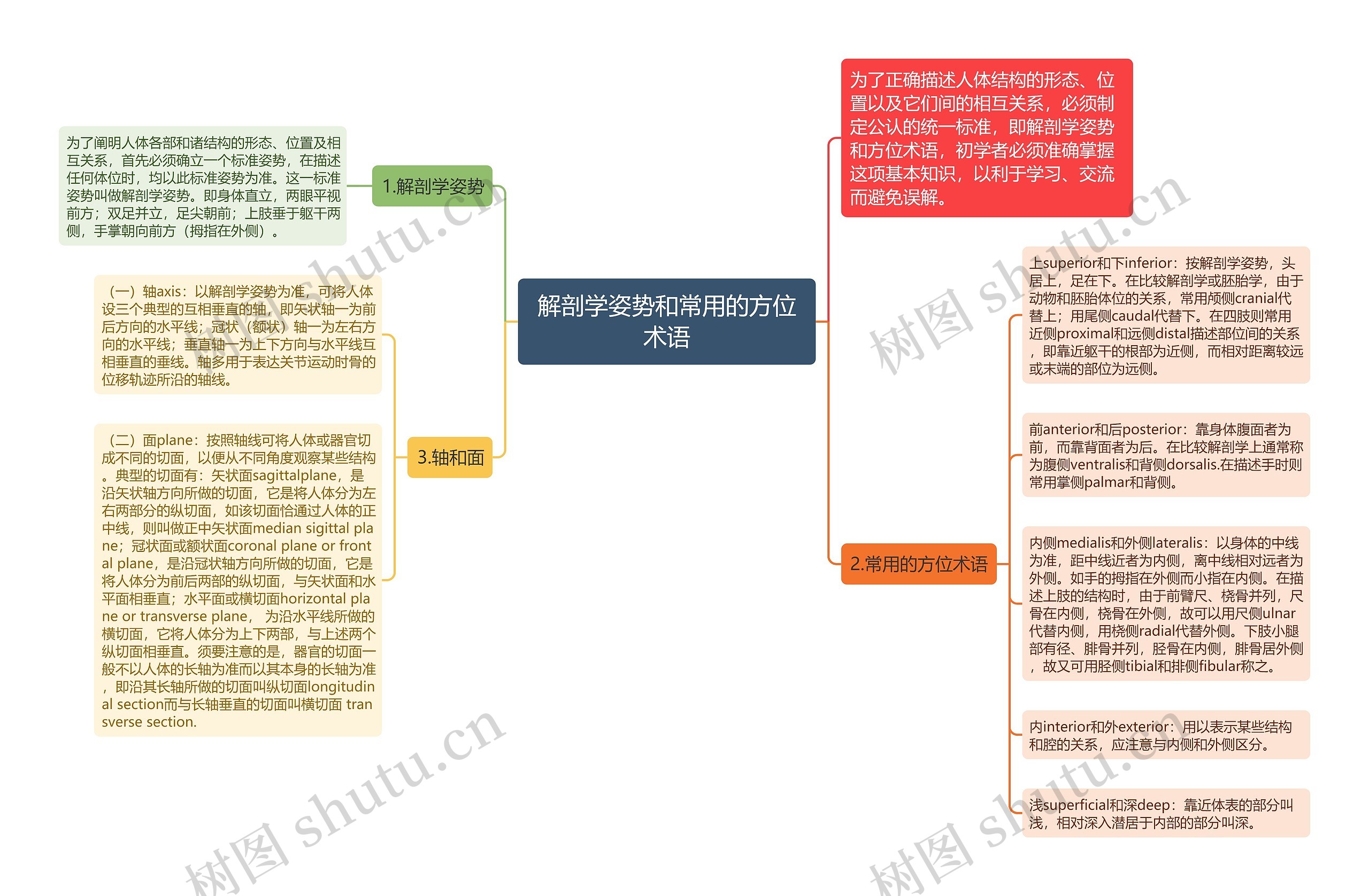 解剖学姿势和常用的方位术语 解剖学姿势和常用的方位术语