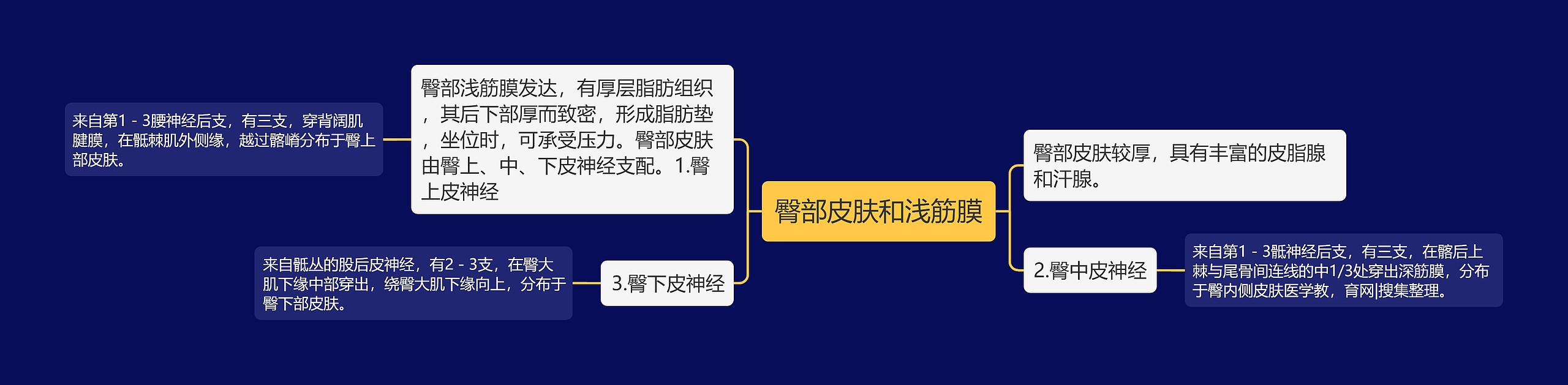 臀部皮肤和浅筋膜 臀部皮肤和浅筋膜
