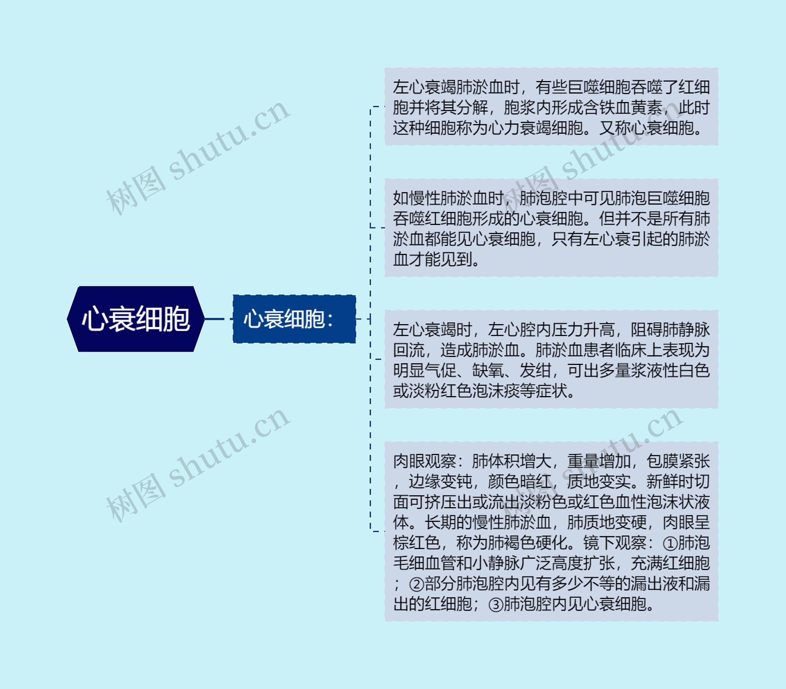 心衰细胞 心衰细胞