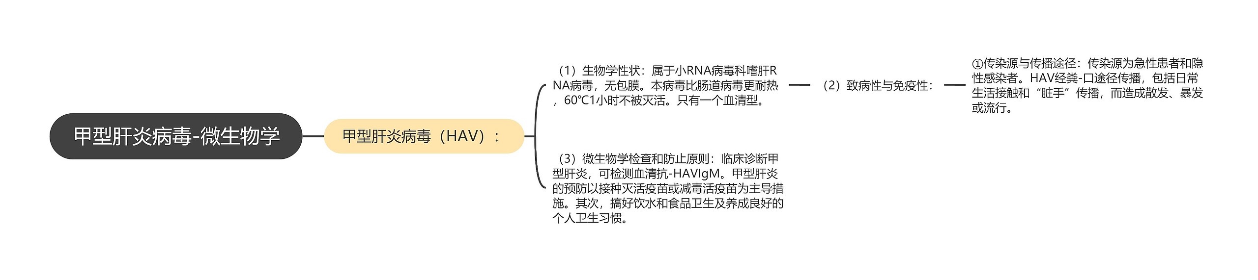 甲型肝炎病毒-微生物学思维导图