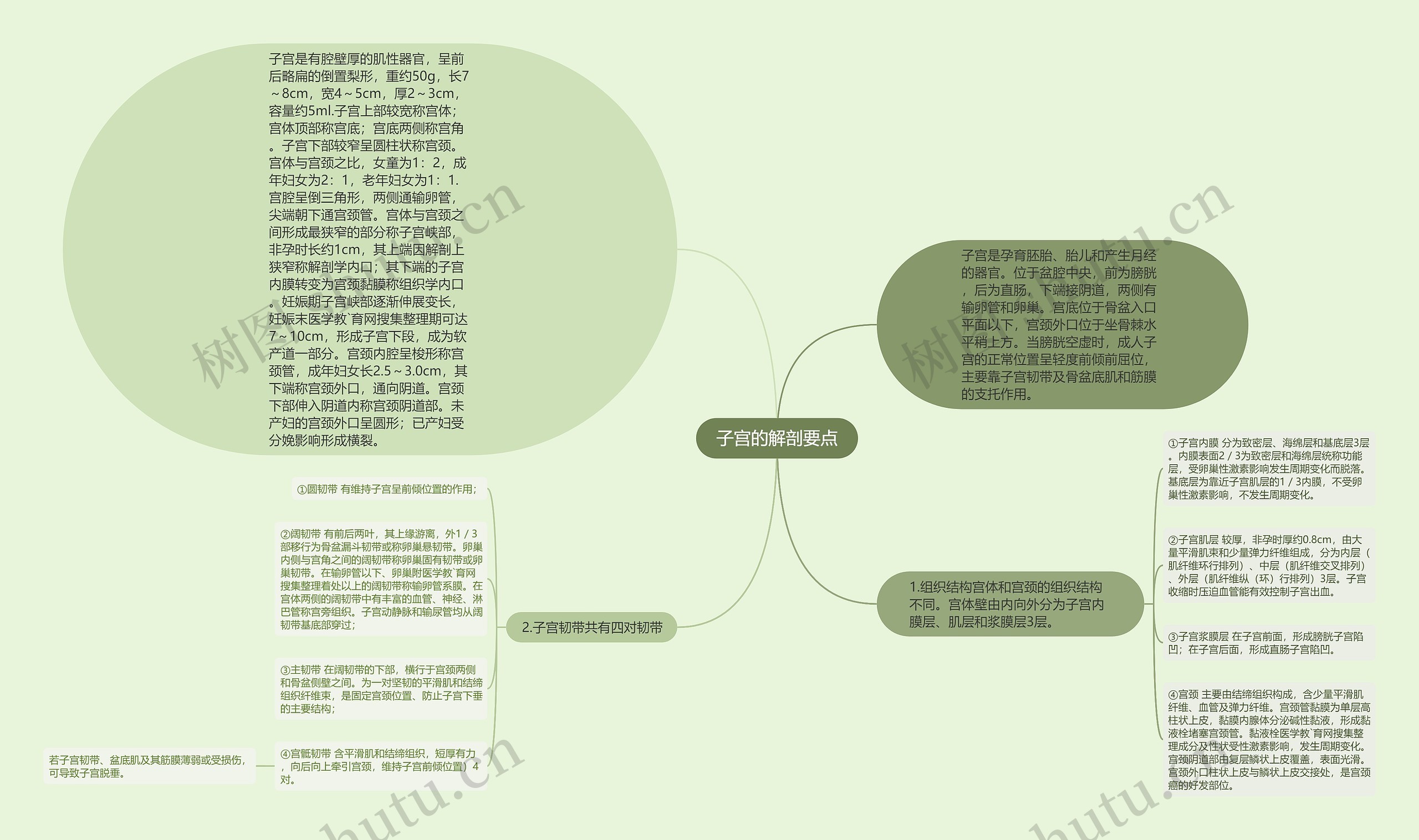 子宫的解剖要点思维导图