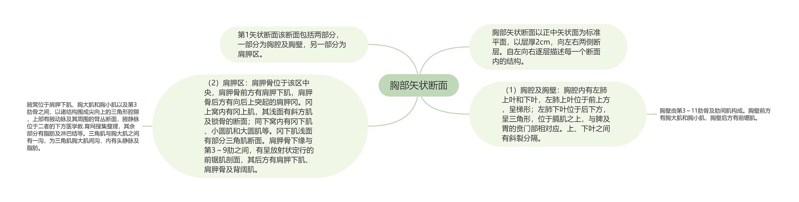 胸部矢状断面