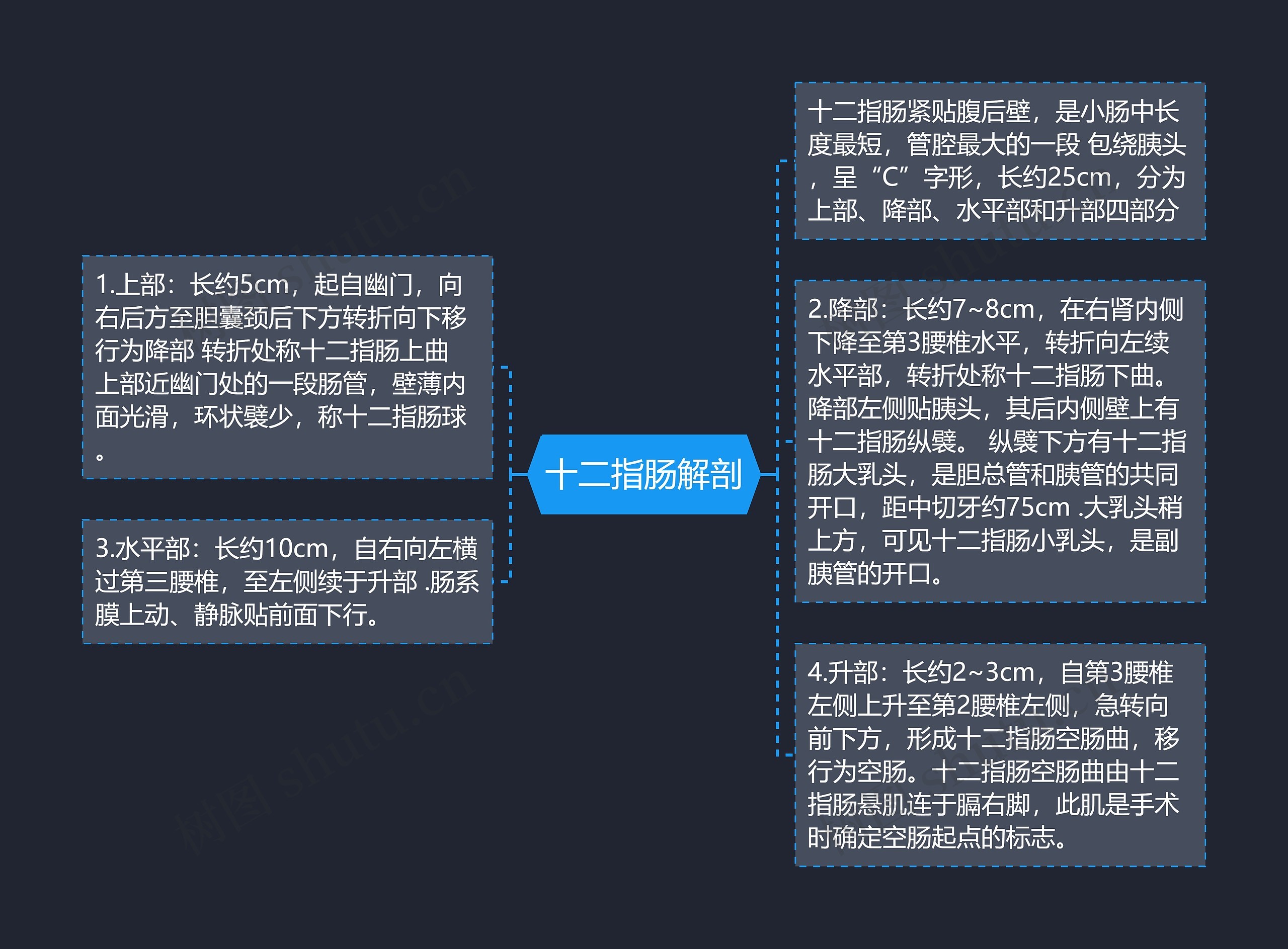 十二指肠解剖思维导图