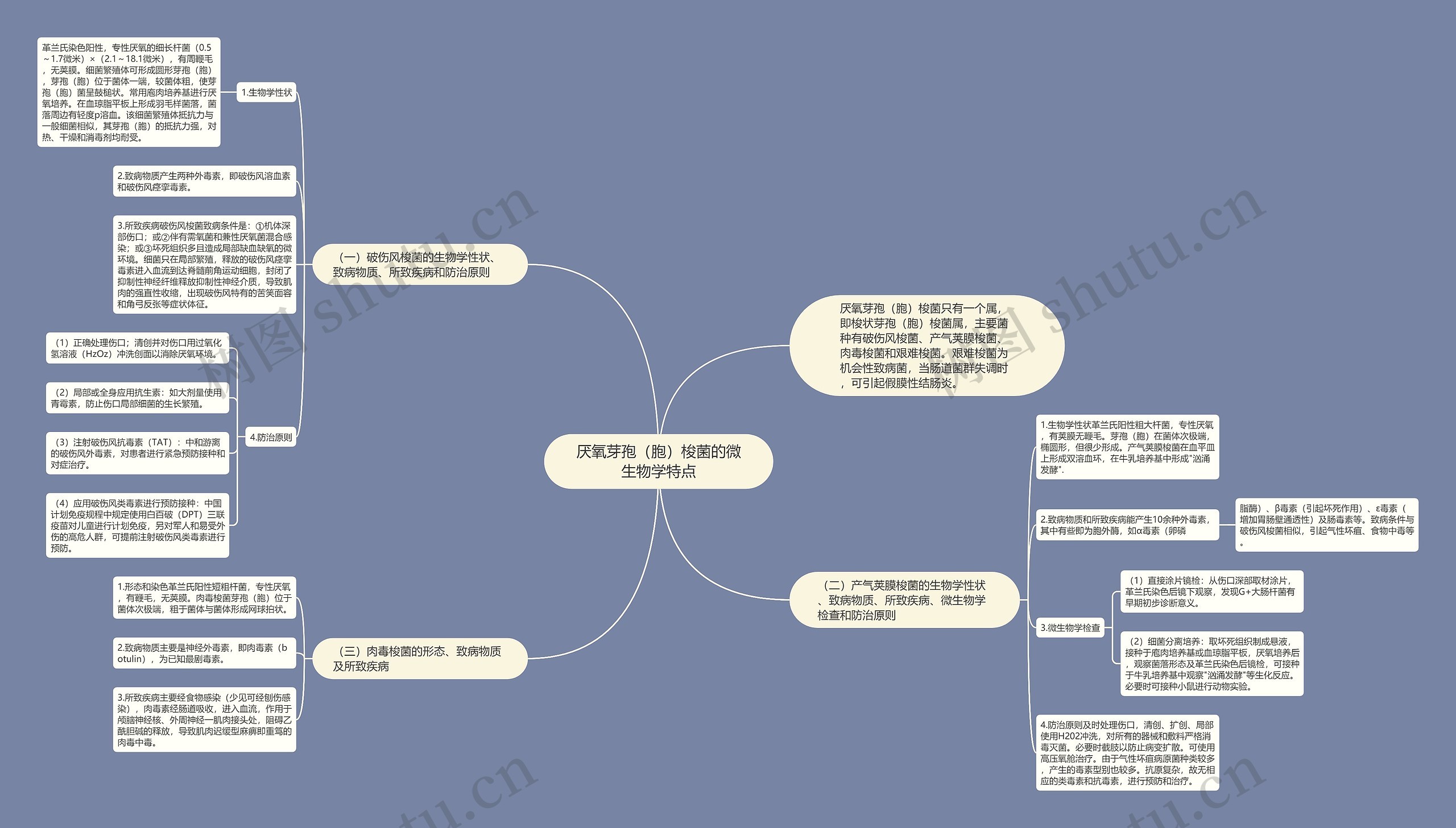 厌氧芽孢(胞)梭菌的微生物学特点思维导图高清图 厌氧芽孢(胞)梭菌的微生物学特点思维导图