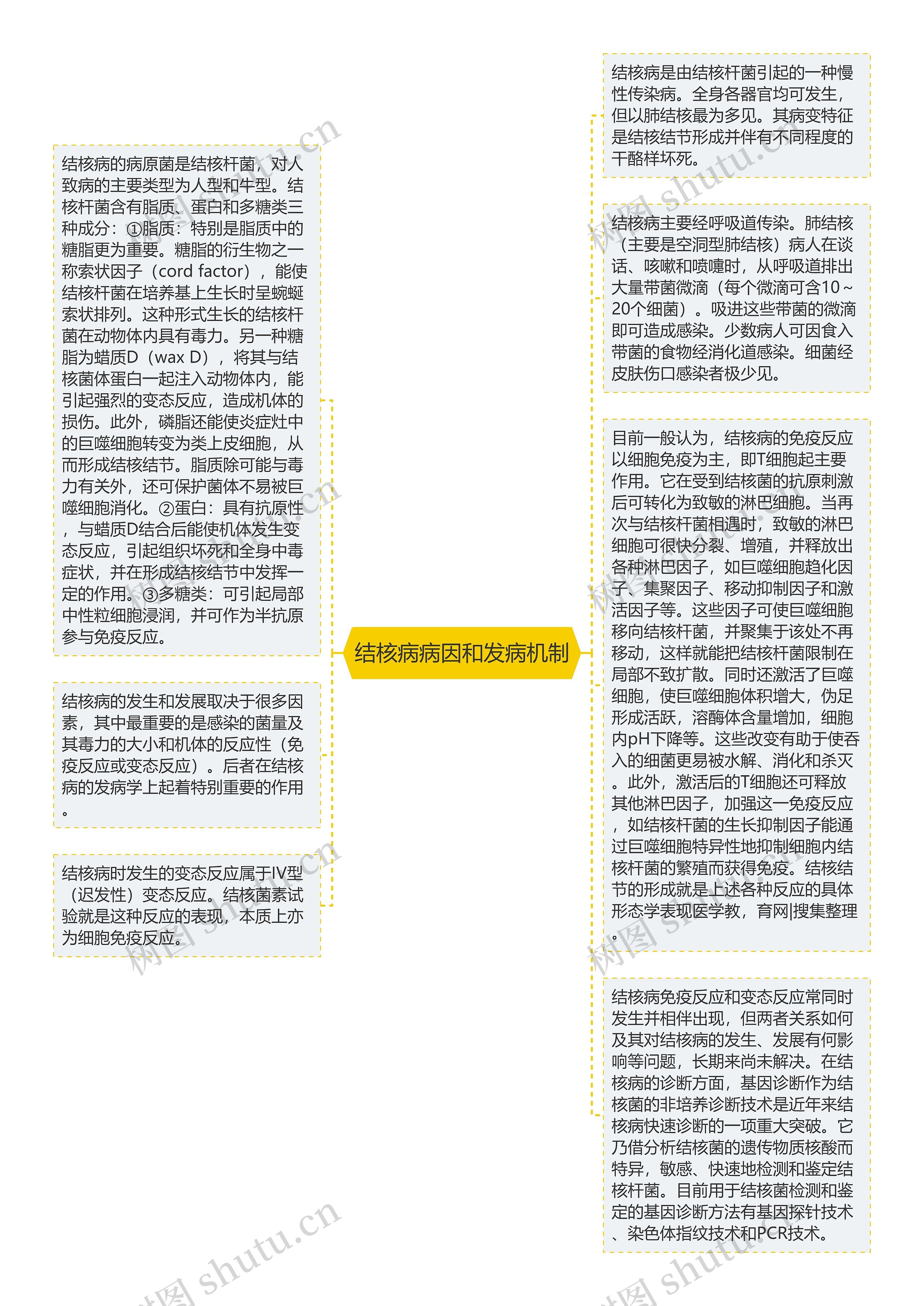 结核病病因和发病机制