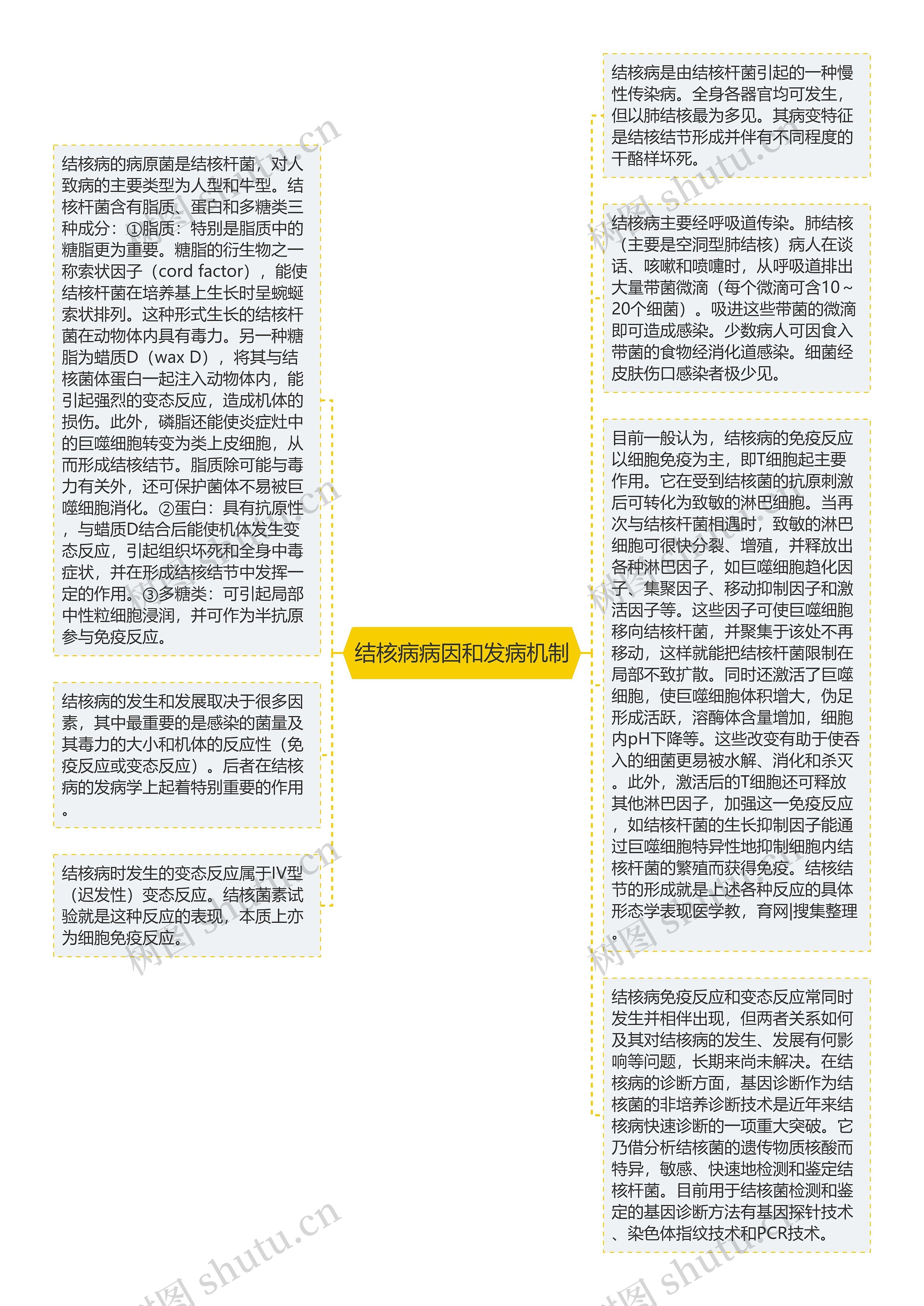 结核病病因和发病机制思维导图