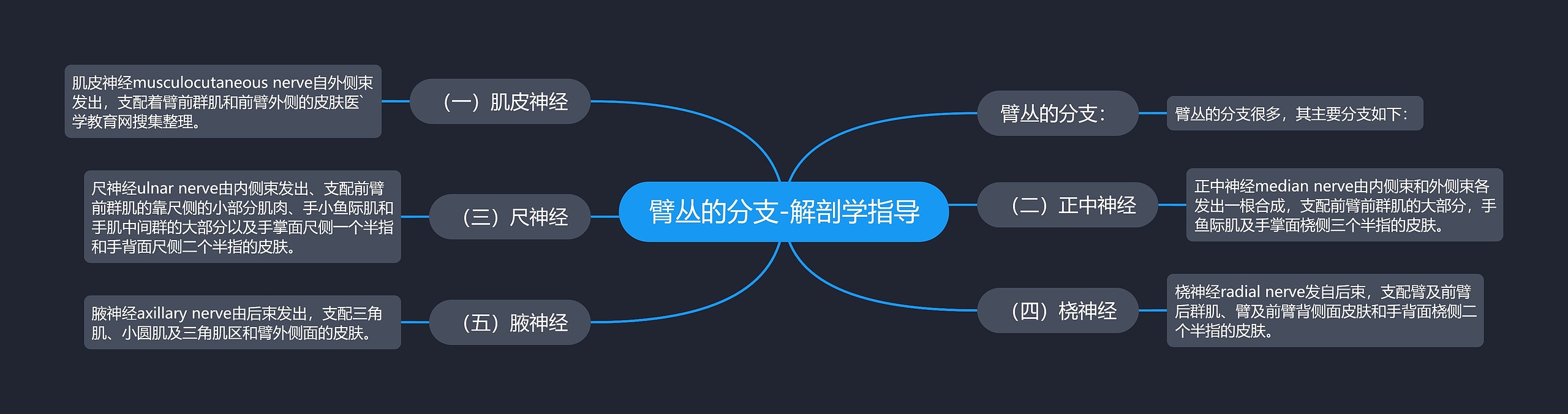 臂丛的分支-解剖学指导 臂丛的分支-解剖学指导