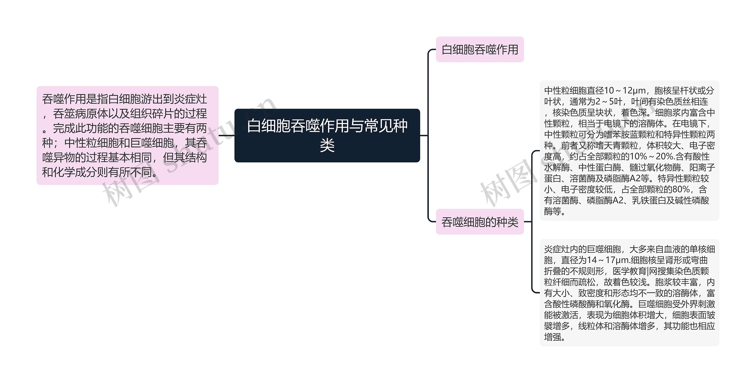 白细胞吞噬作用与常见种类思维导图