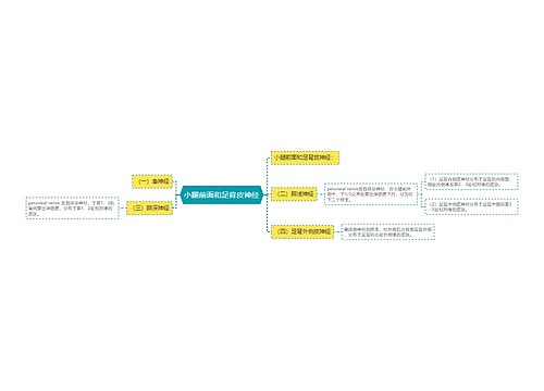 小腿前面和足背皮神经