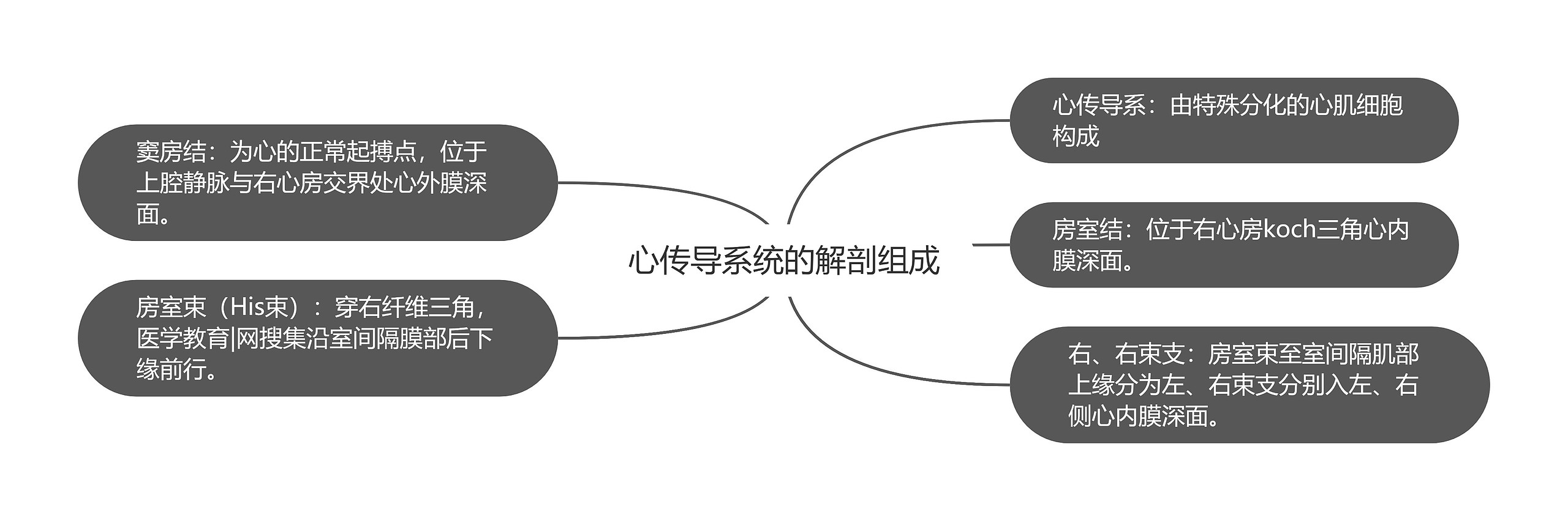 心传导系统的解剖组成 心传导系统的解剖组成