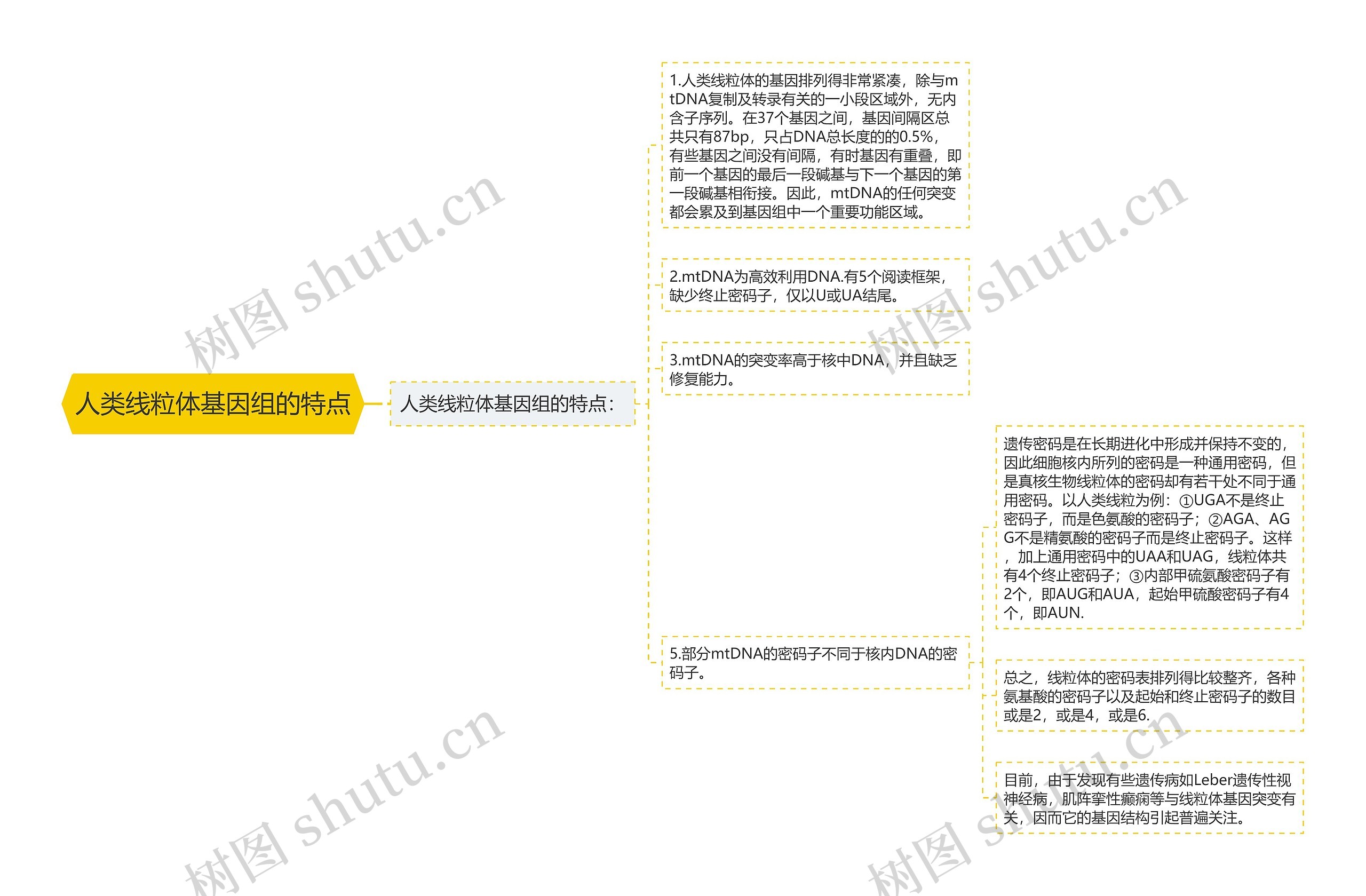 人类线粒体基因组的特点