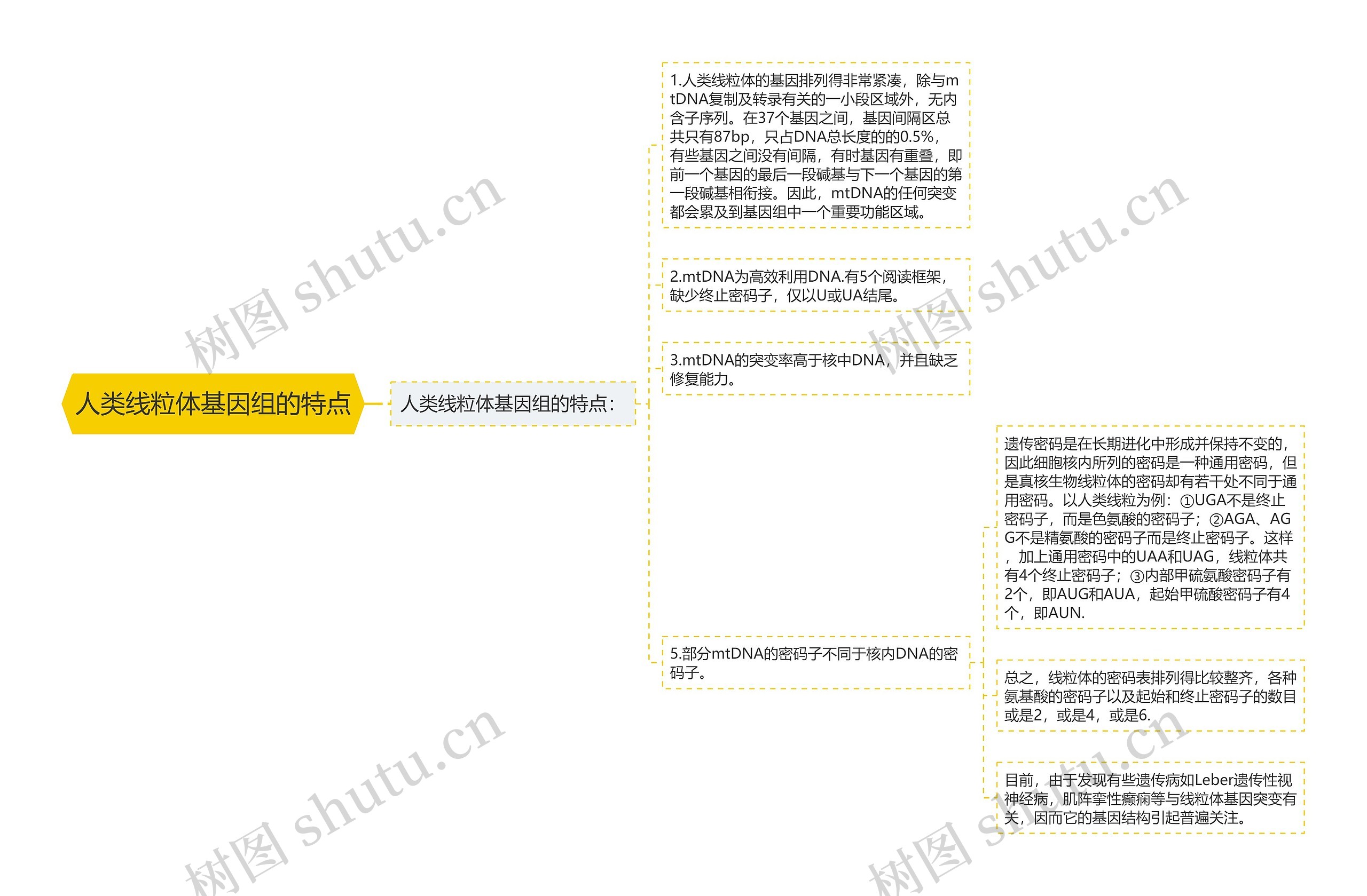 人类线粒体基因组的特点 人类线粒体基因组的特点