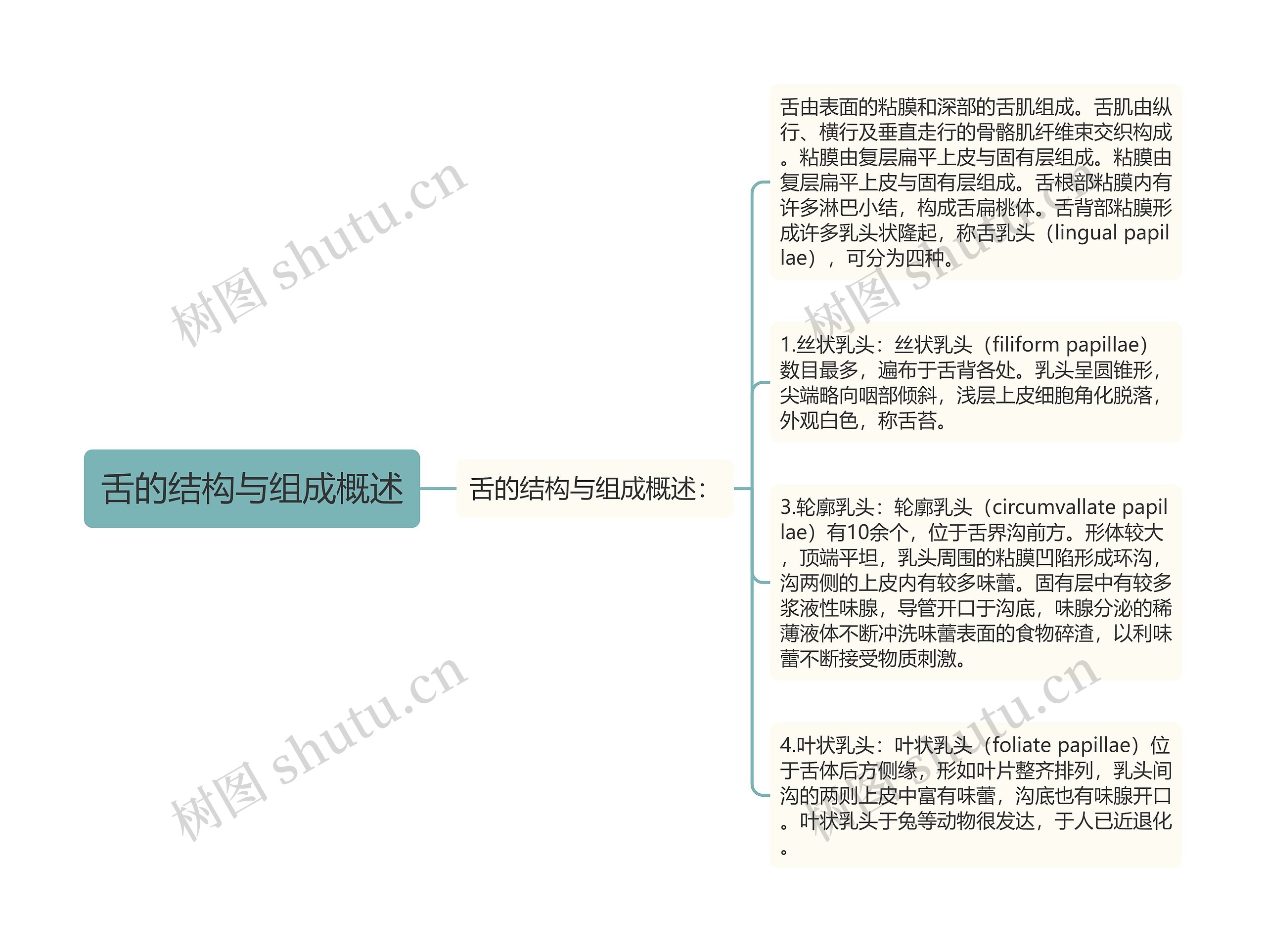 舌的结构与组成概述 舌的结构与组成概述