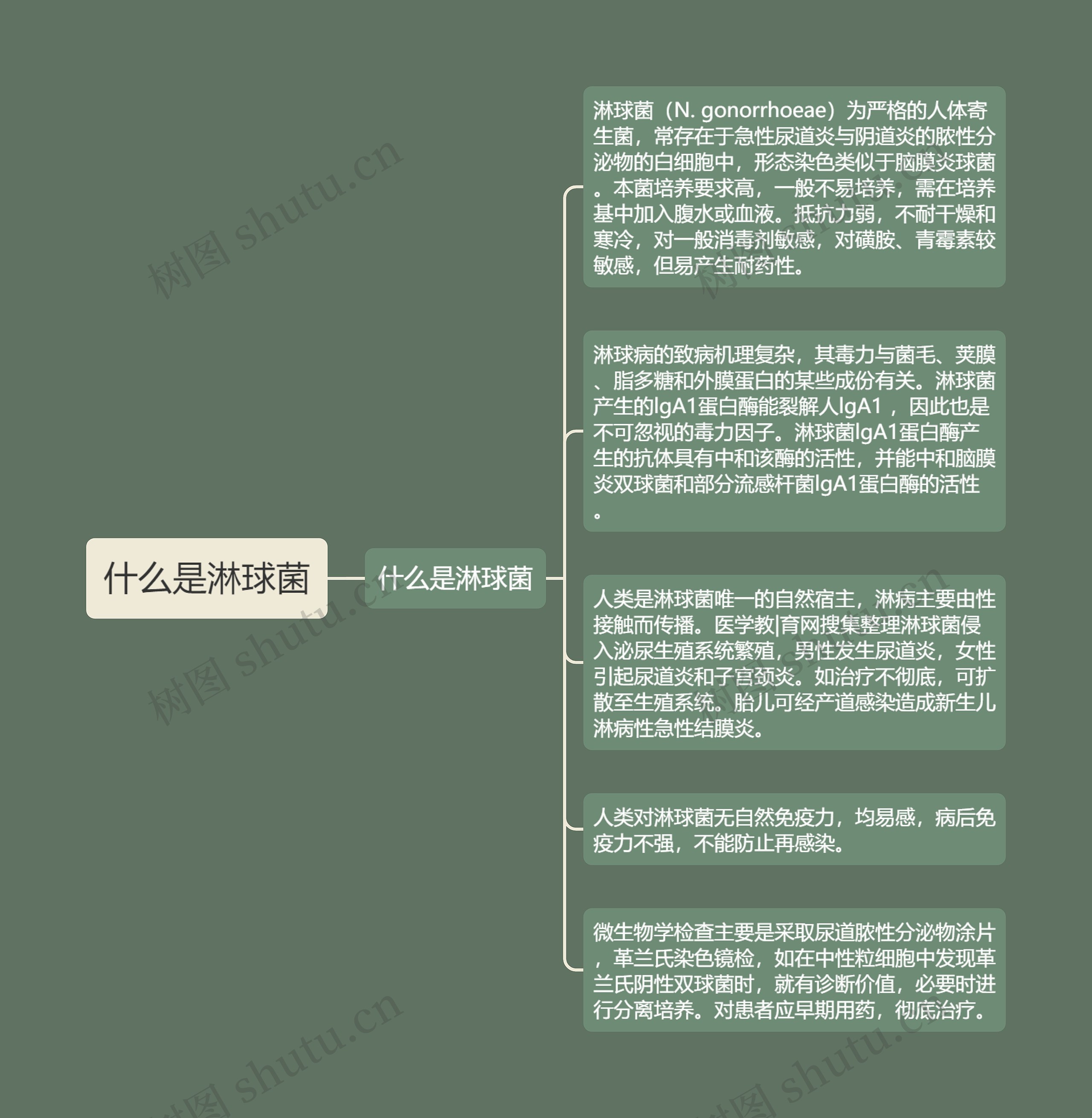 什么是淋球菌 什么是淋球菌