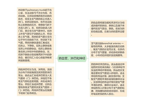 肺血管、淋巴和神经