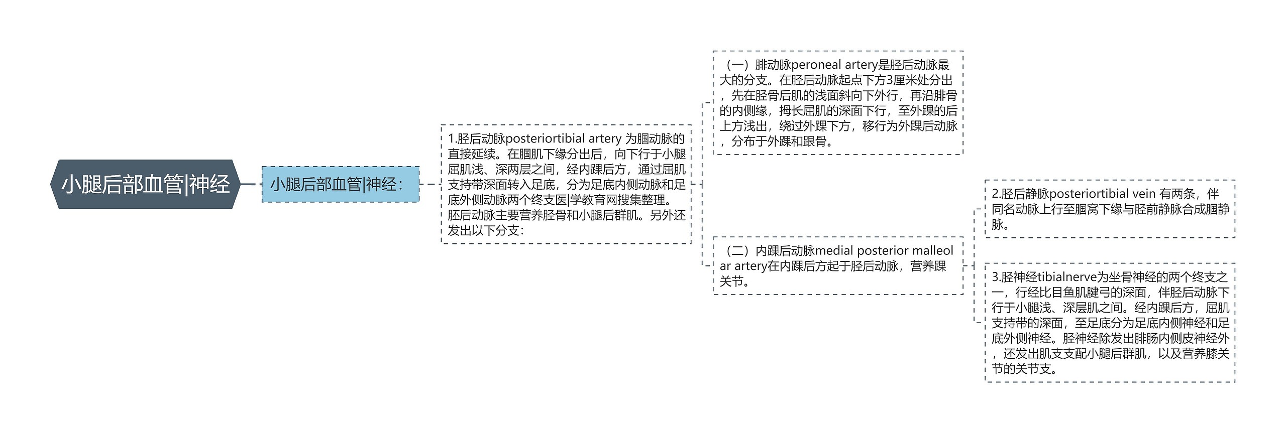 小腿后部血管|神经 小腿后部血管|神经